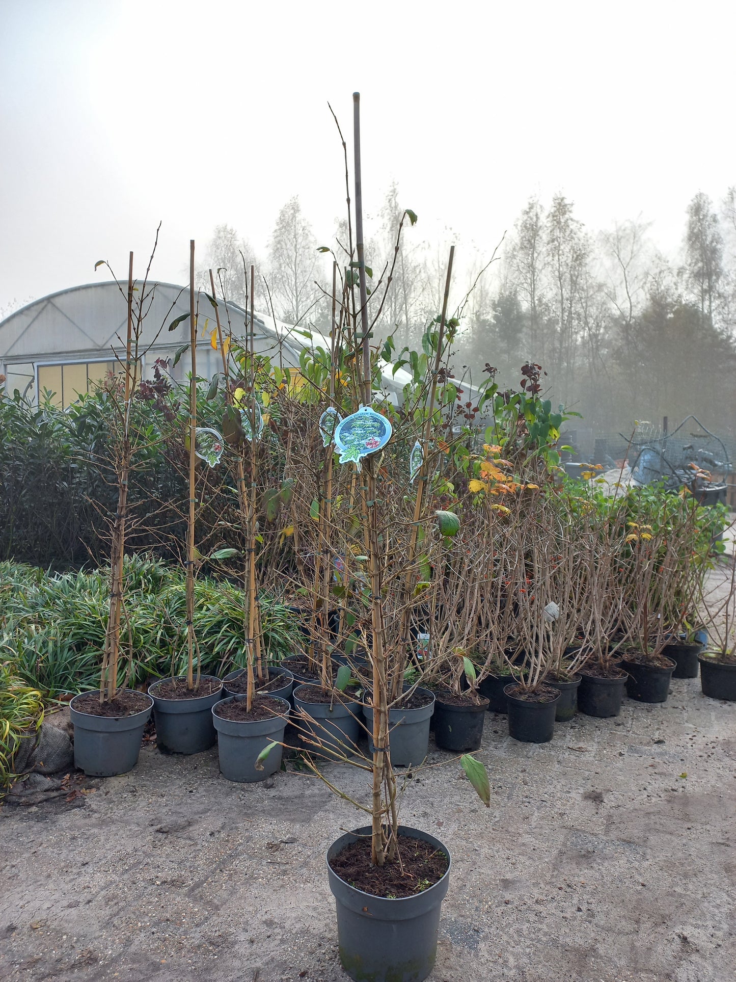Viburnum Kilimandjaro sneeuwbal