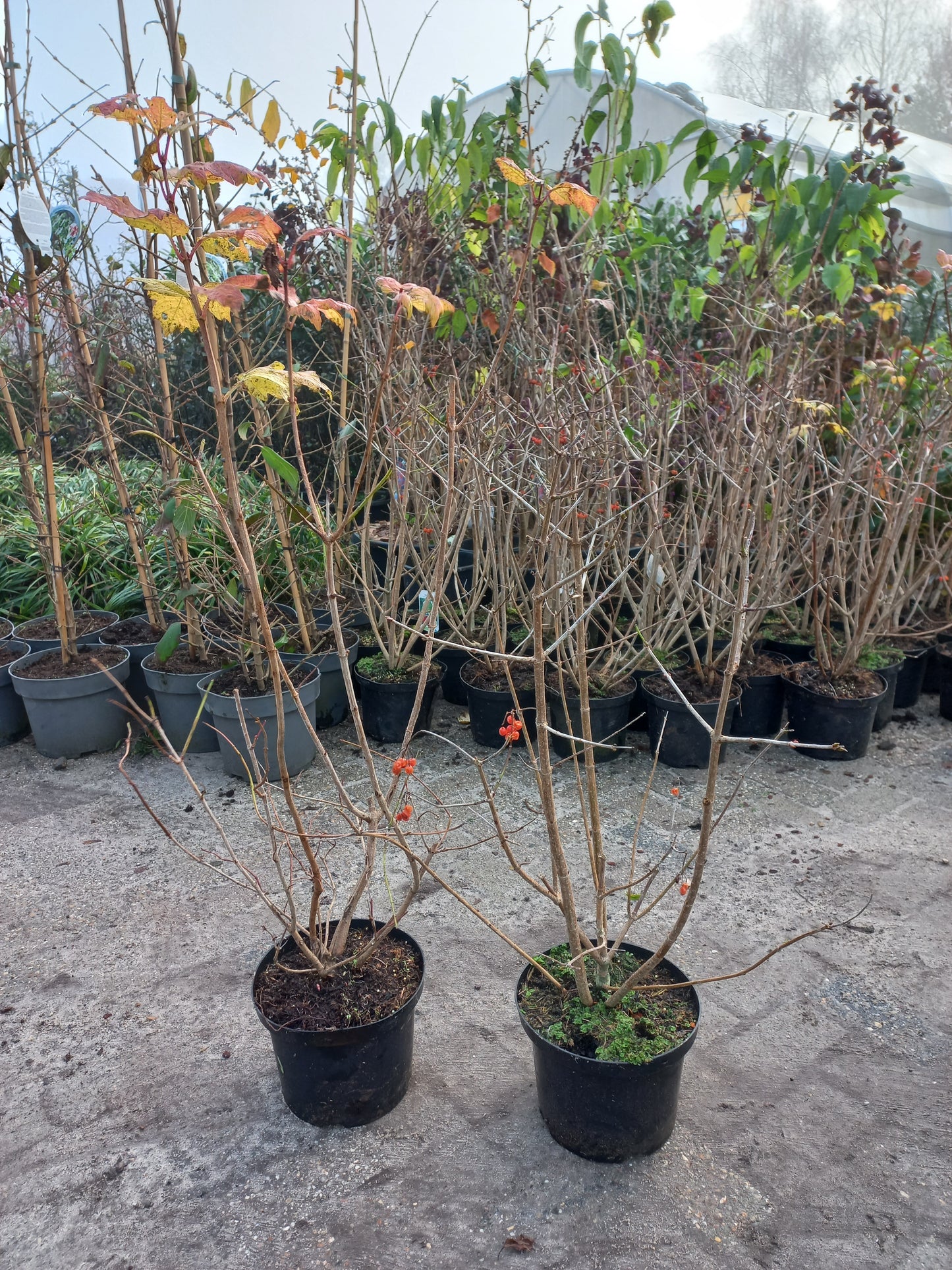 Viburnum opulus Roseum