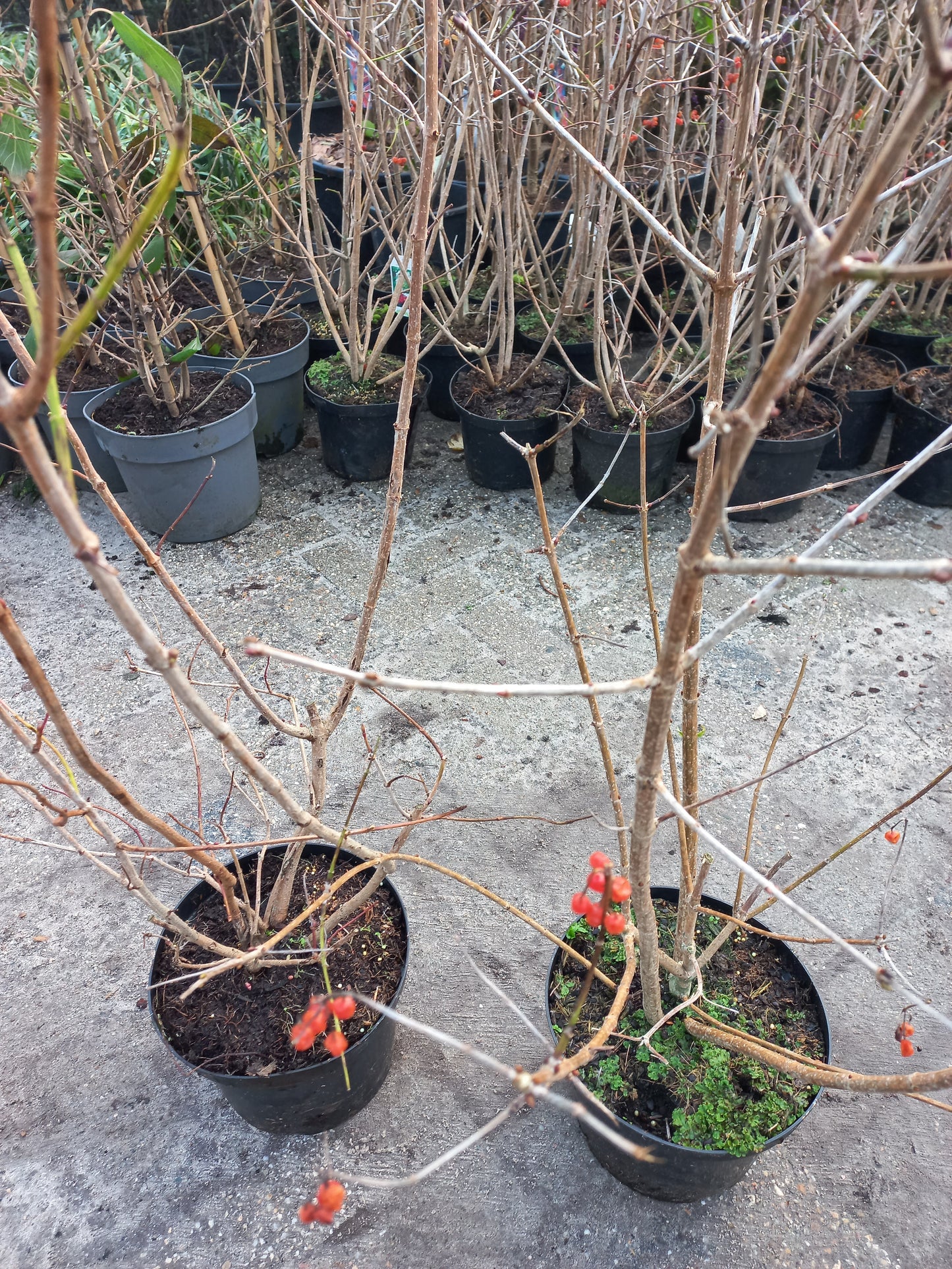 Viburnum opulus Roseum
