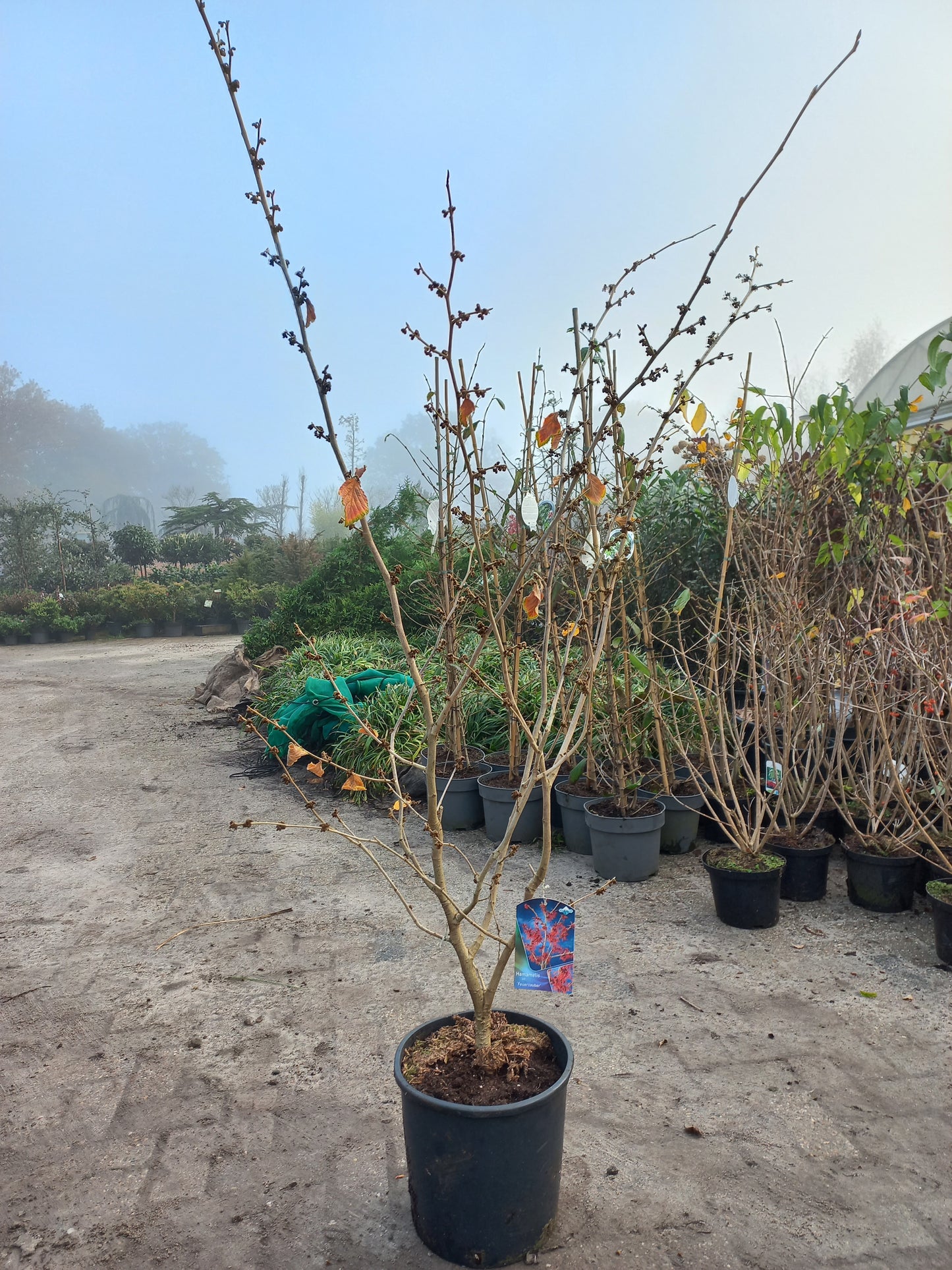 Hamamelis Int. Feuerzauber Toverhazelaar