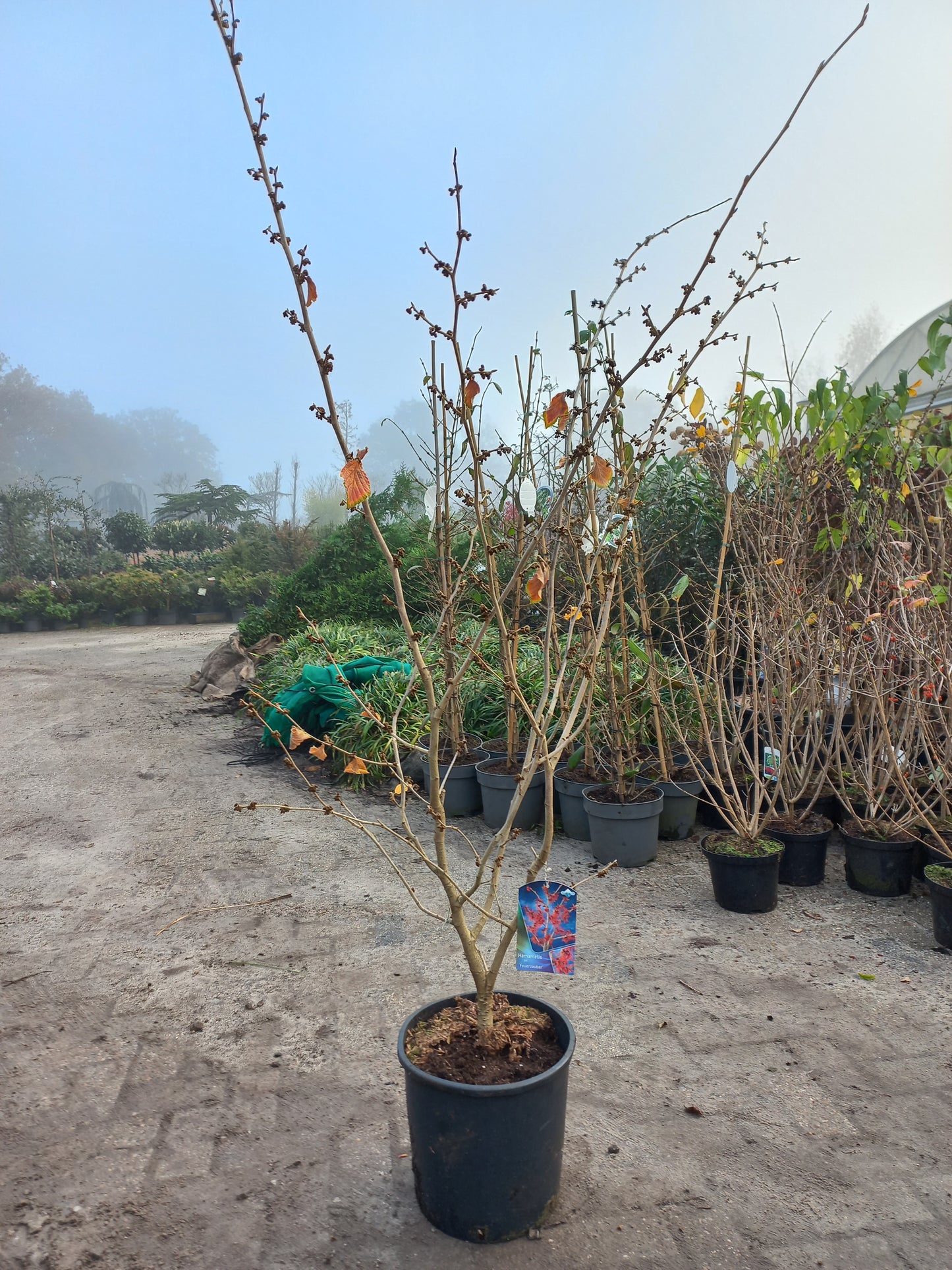 Hamamelis Int. Feuerzauber Toverhazelaar