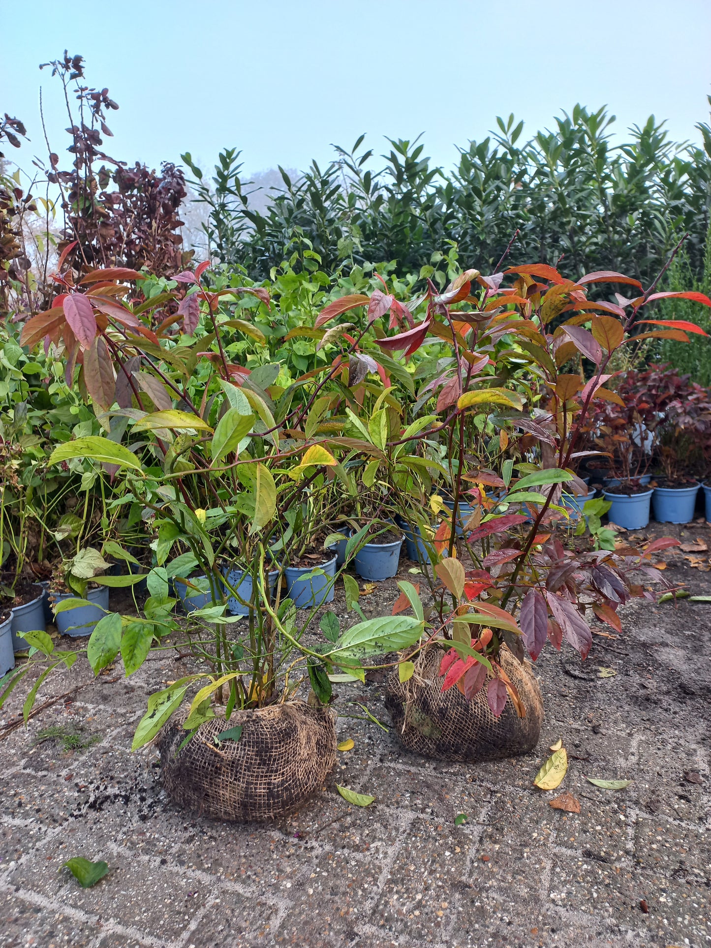 Itea Henry's Garnet Bloemwilg