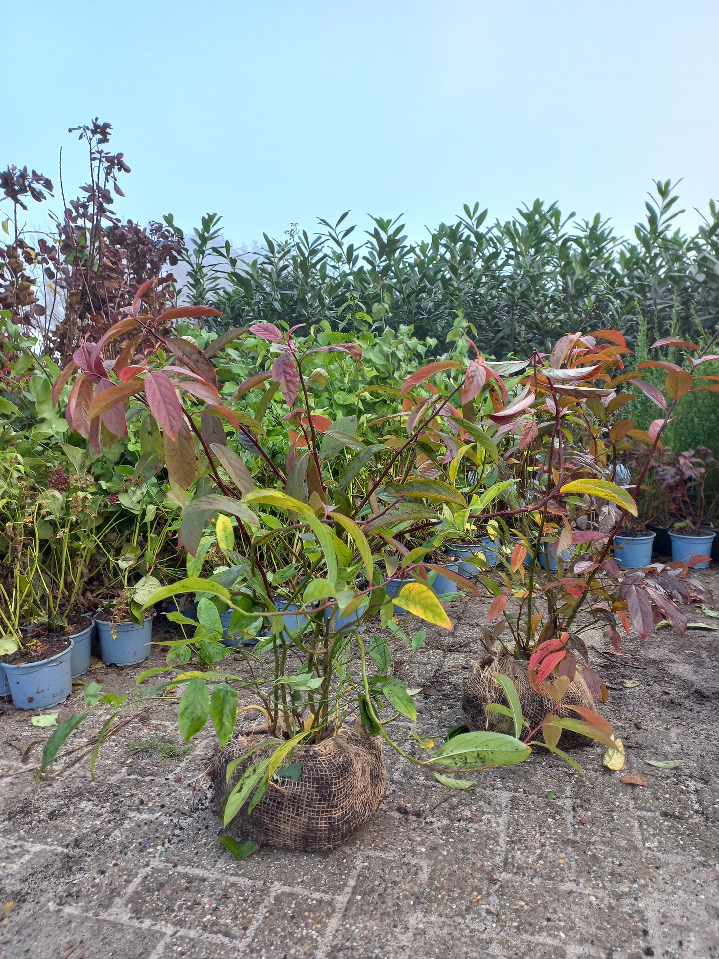 Itea Henry's Garnet Bloemwilg