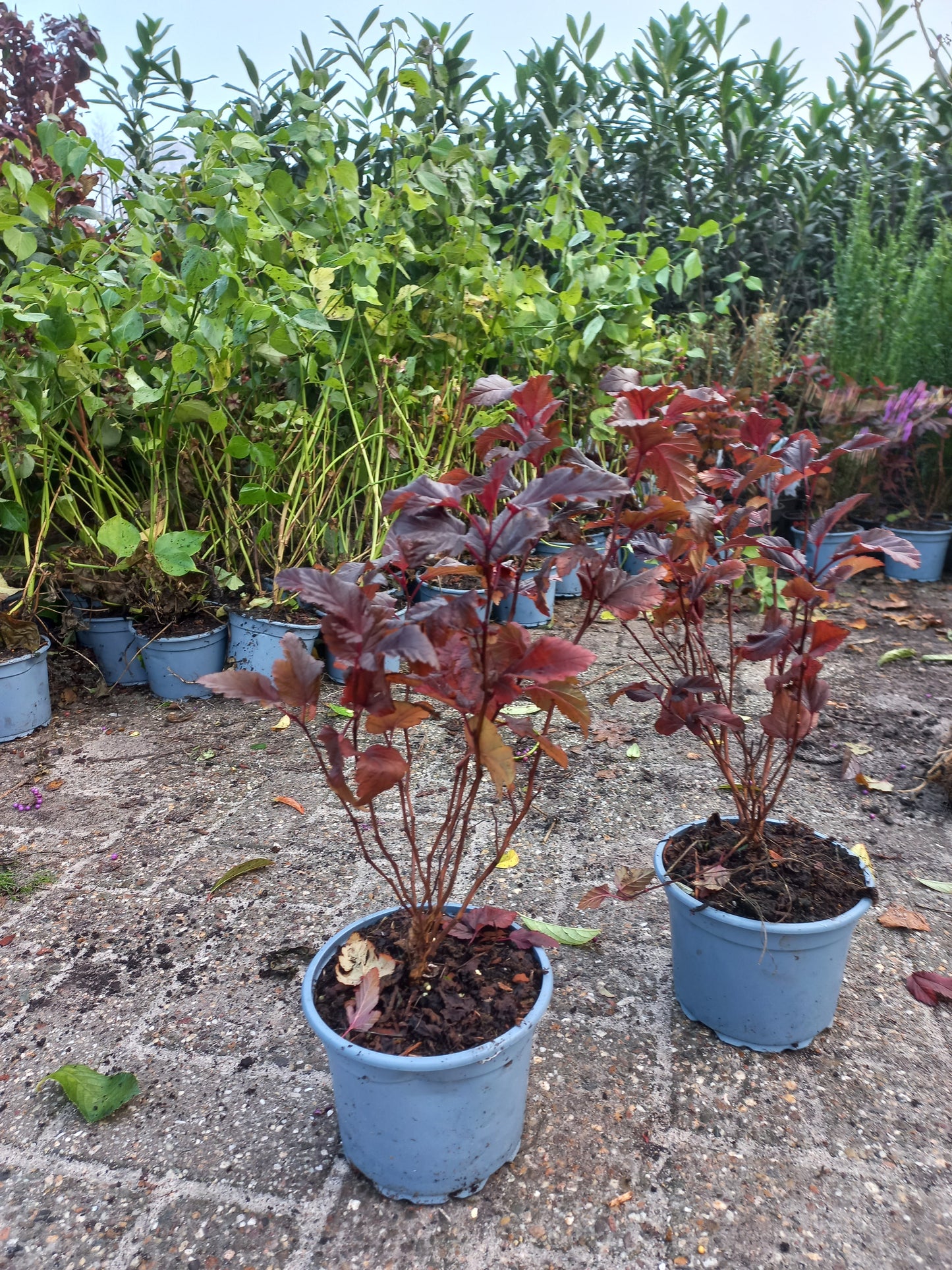 Physocarpus Little Angel blaasspirea