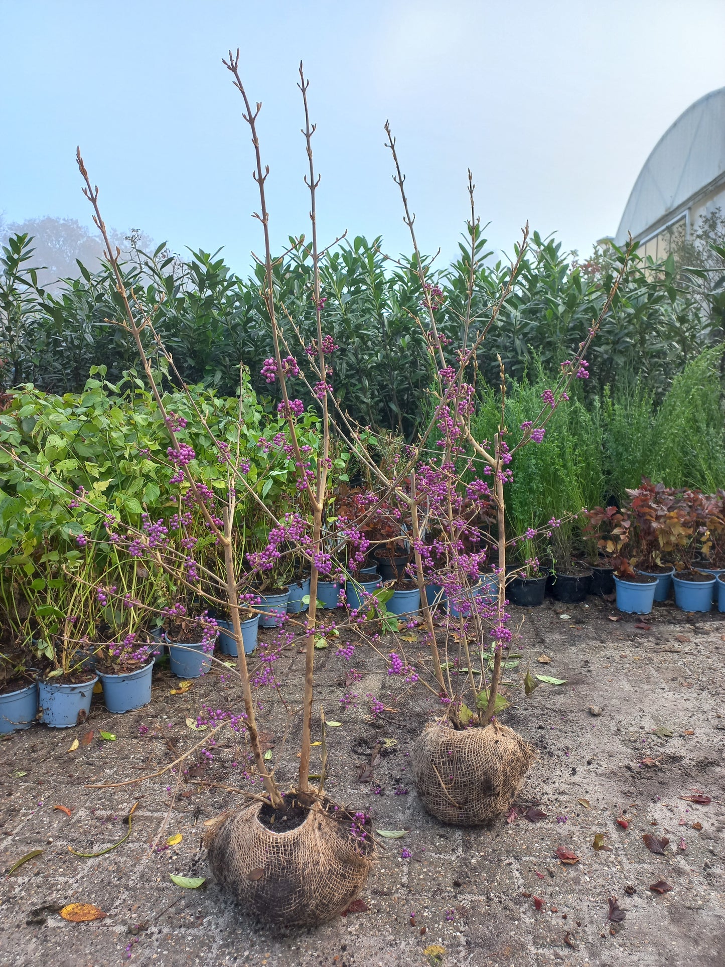 Callicarpa Profusion Schoonvrucht