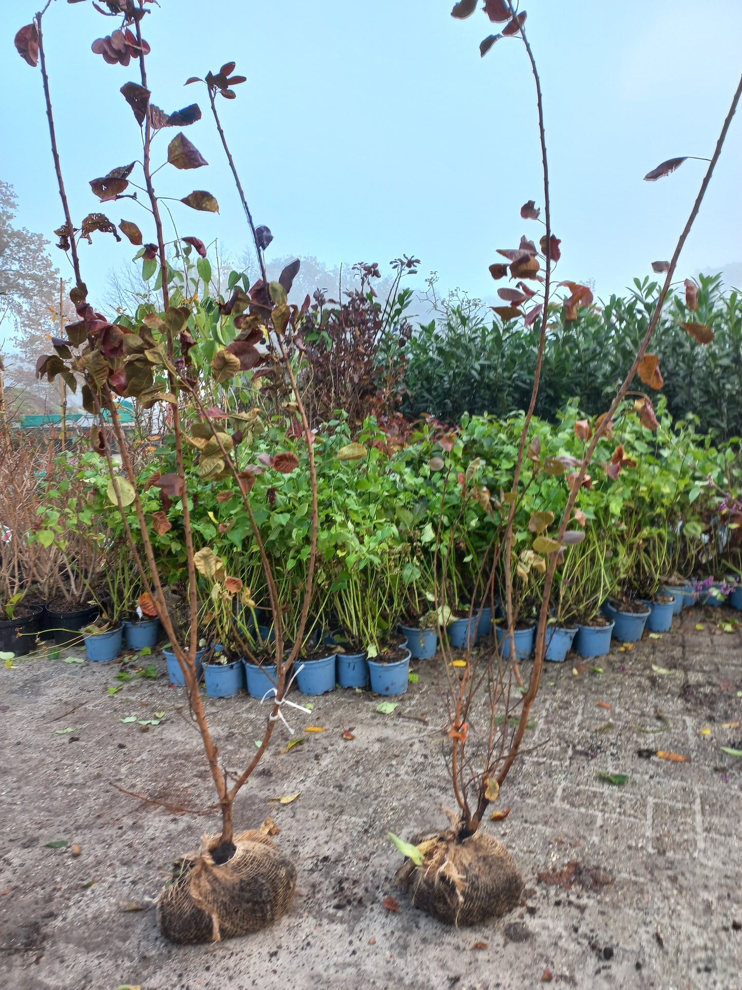 Cotinus Royal purple Pruikenboom