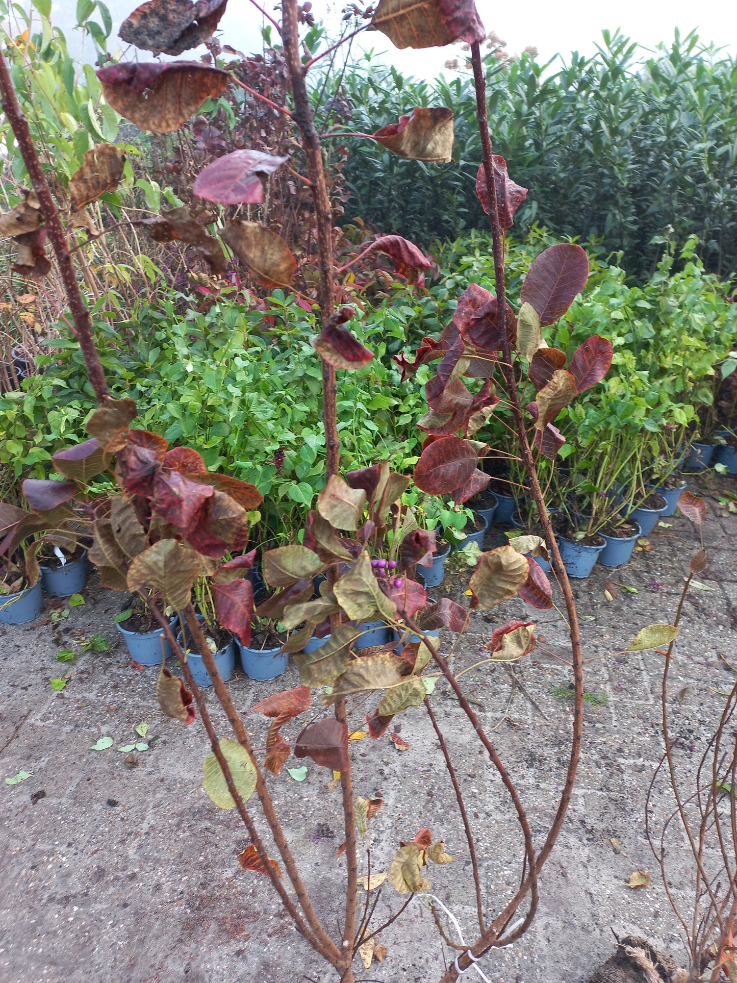 Cotinus Royal purple Pruikenboom