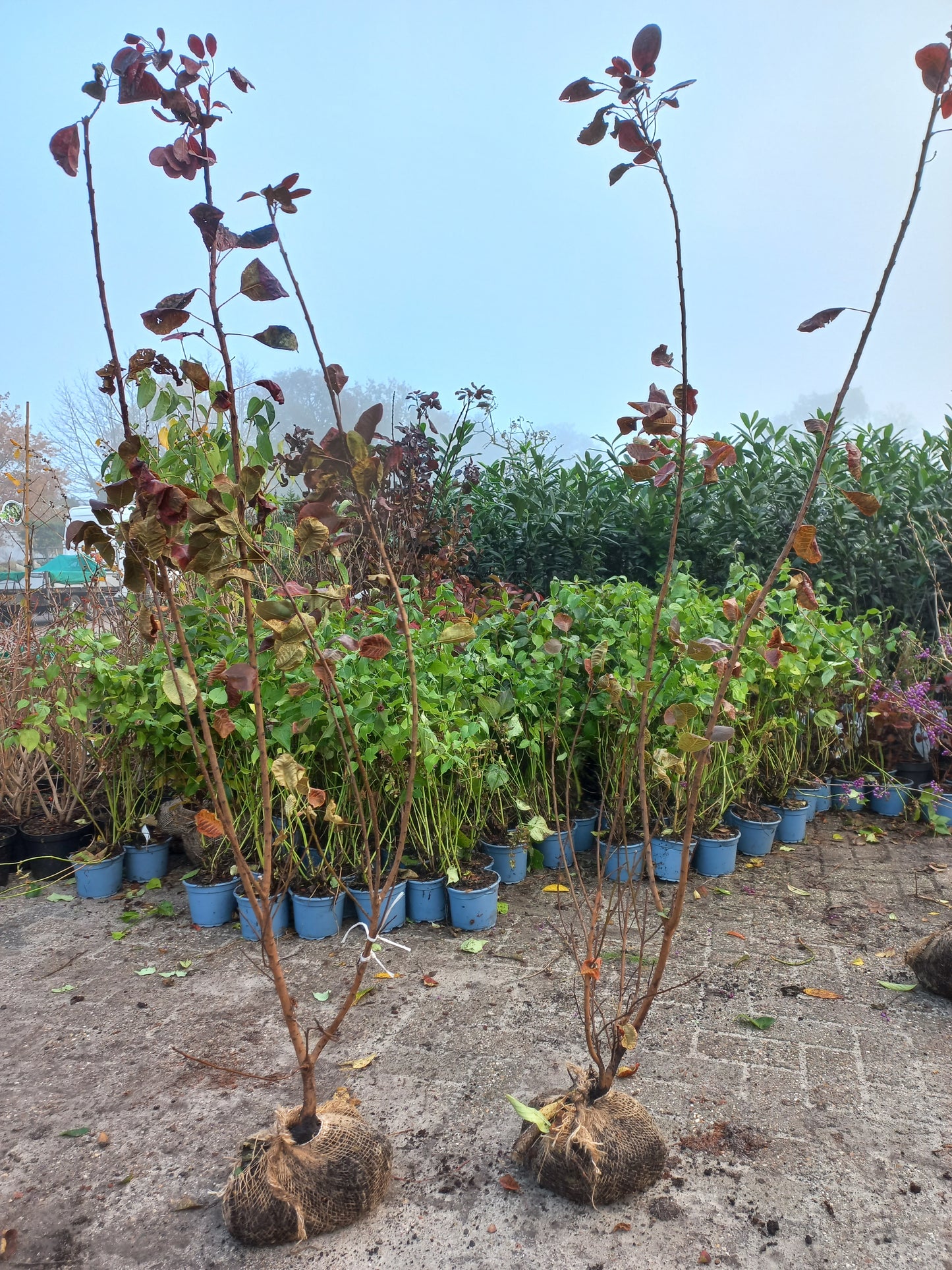 Cotinus Royal purple Pruikenboom