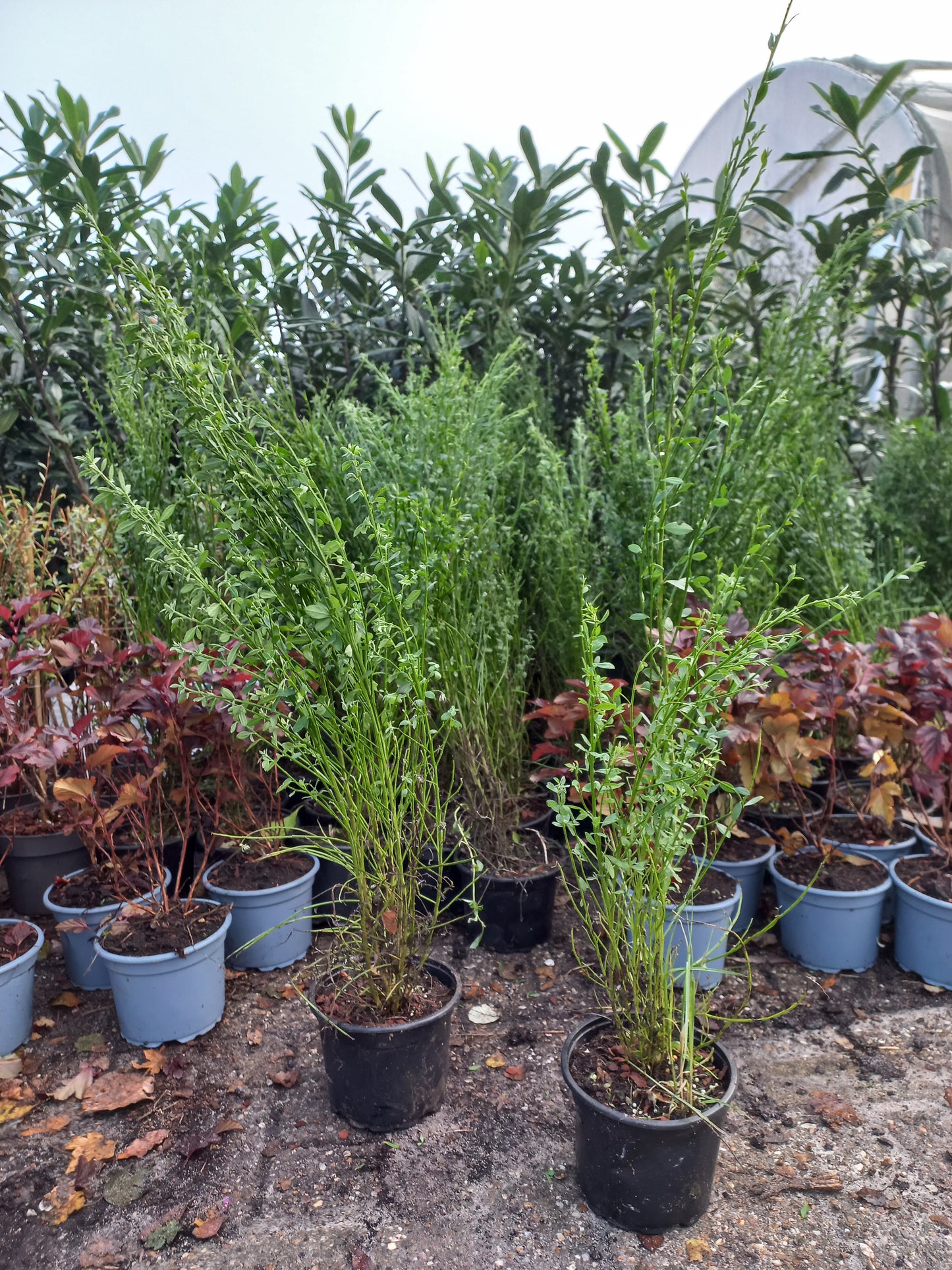 Brem Cytisus Scoparius