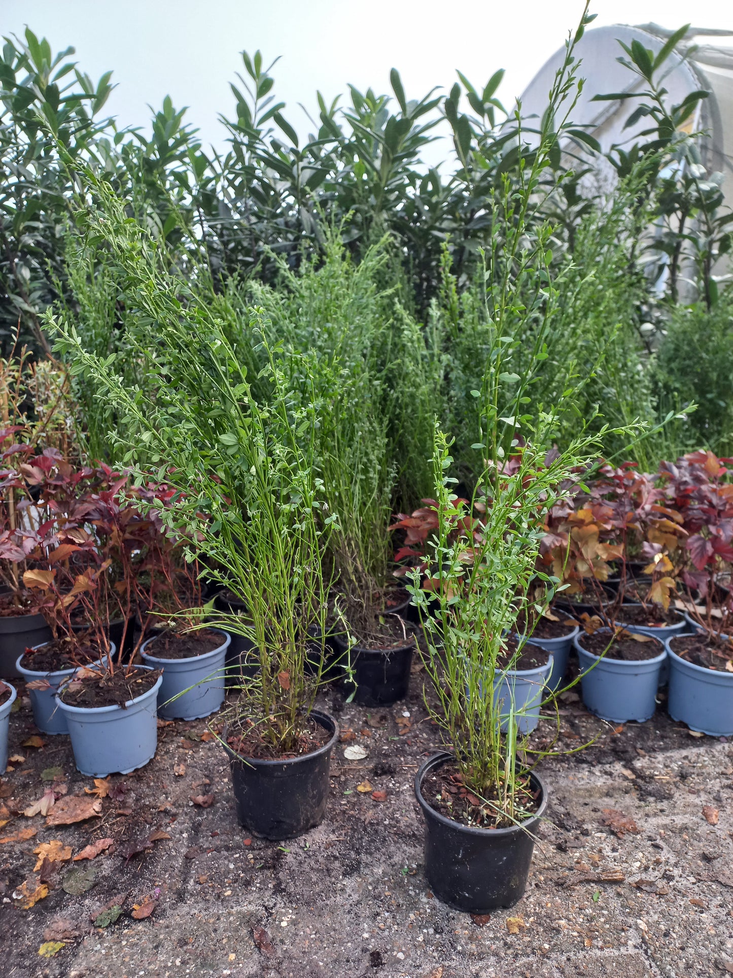 Brem Cytisus Scoparius