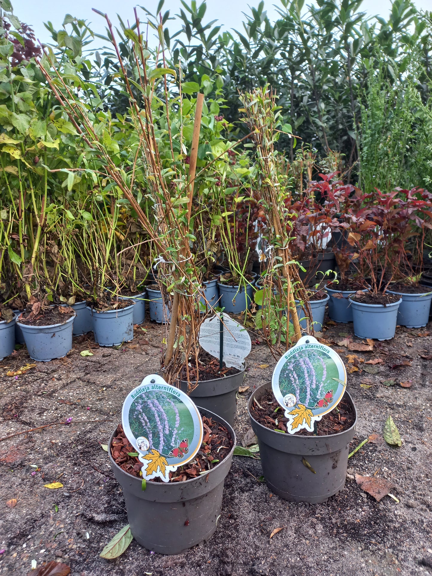 Buddleja Alternifolia vlinderstruik