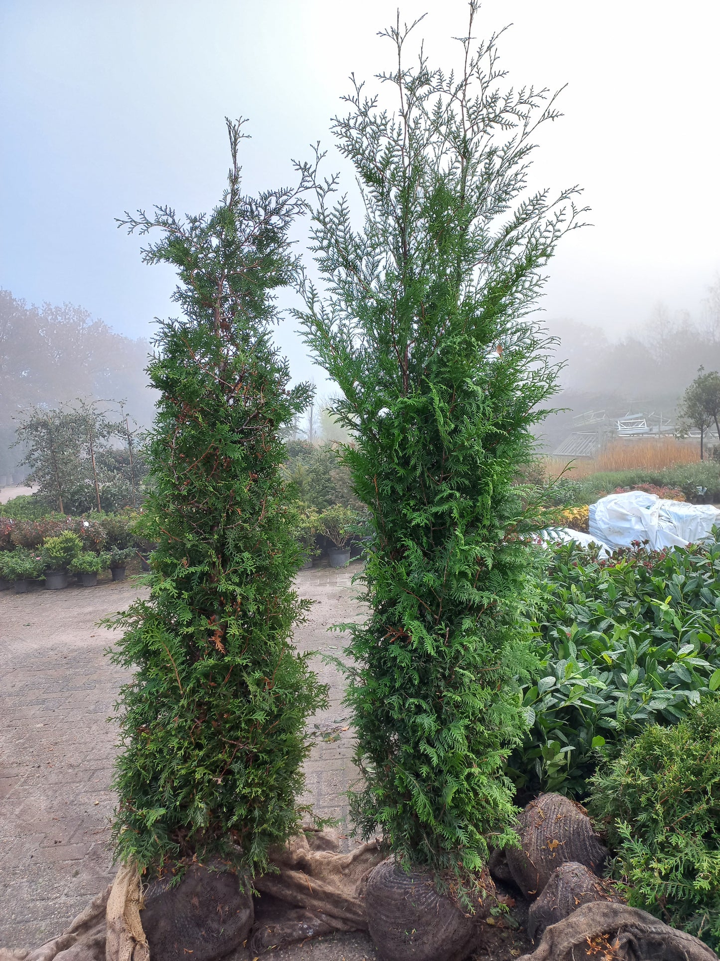 Thuja brabant Conifeer kluit Okt-april