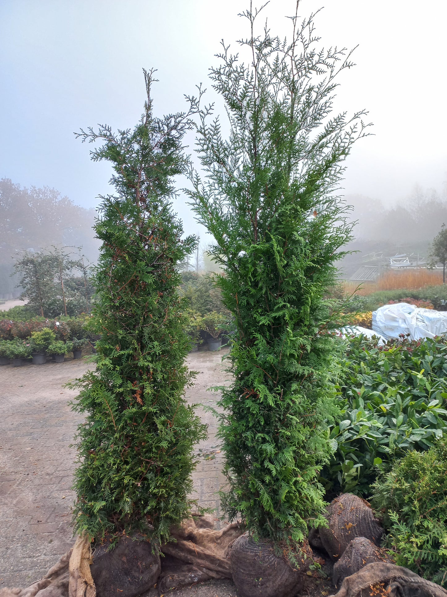 Thuja brabant Conifeer kluit Okt-april