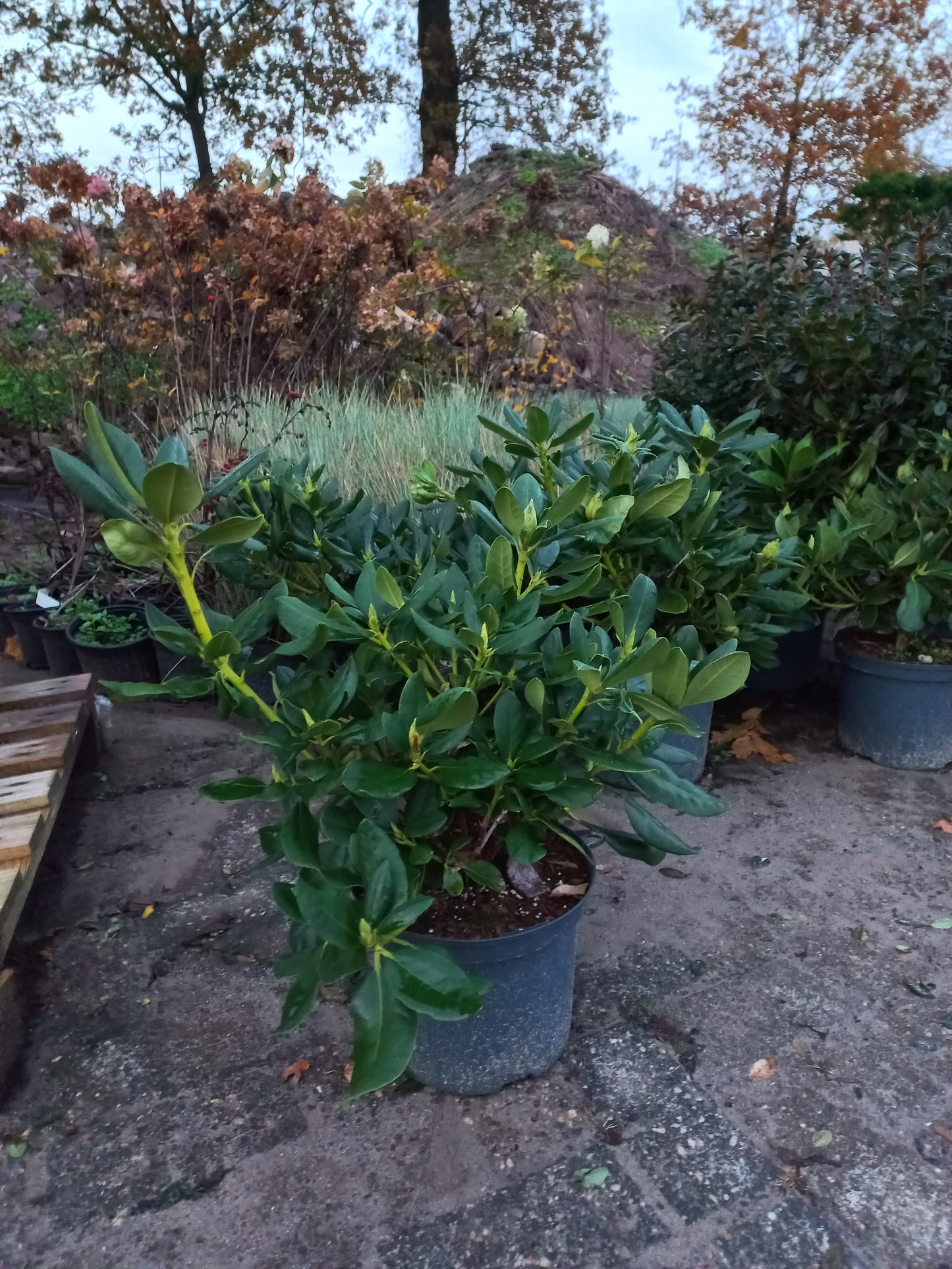 Rhododendron Schneeauge