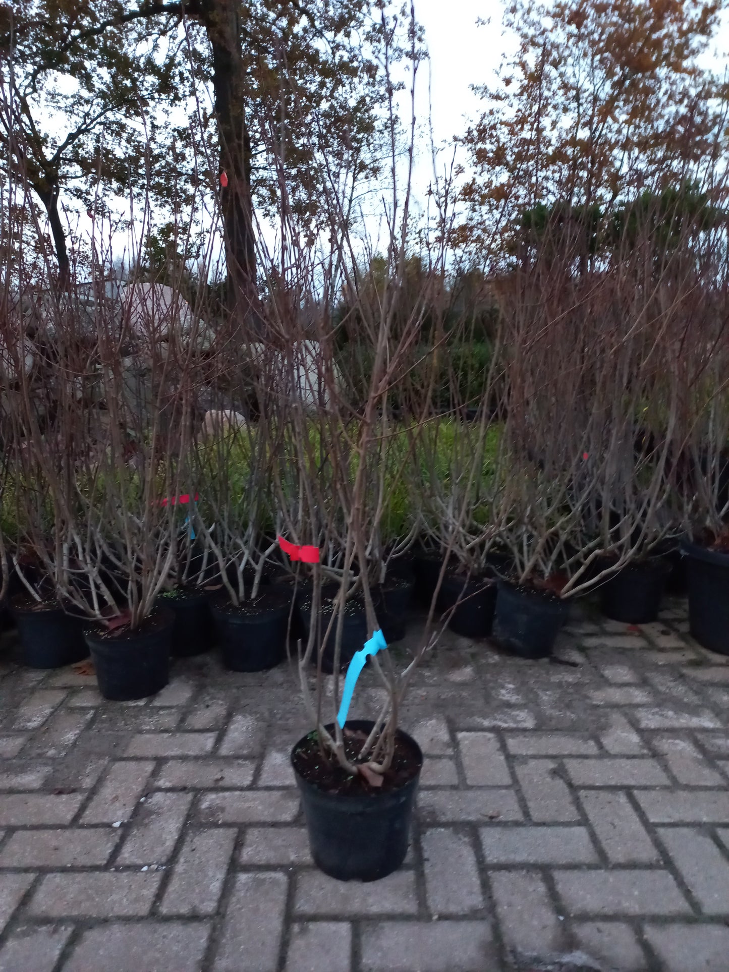 Aronia Arbutifolia Appelbes