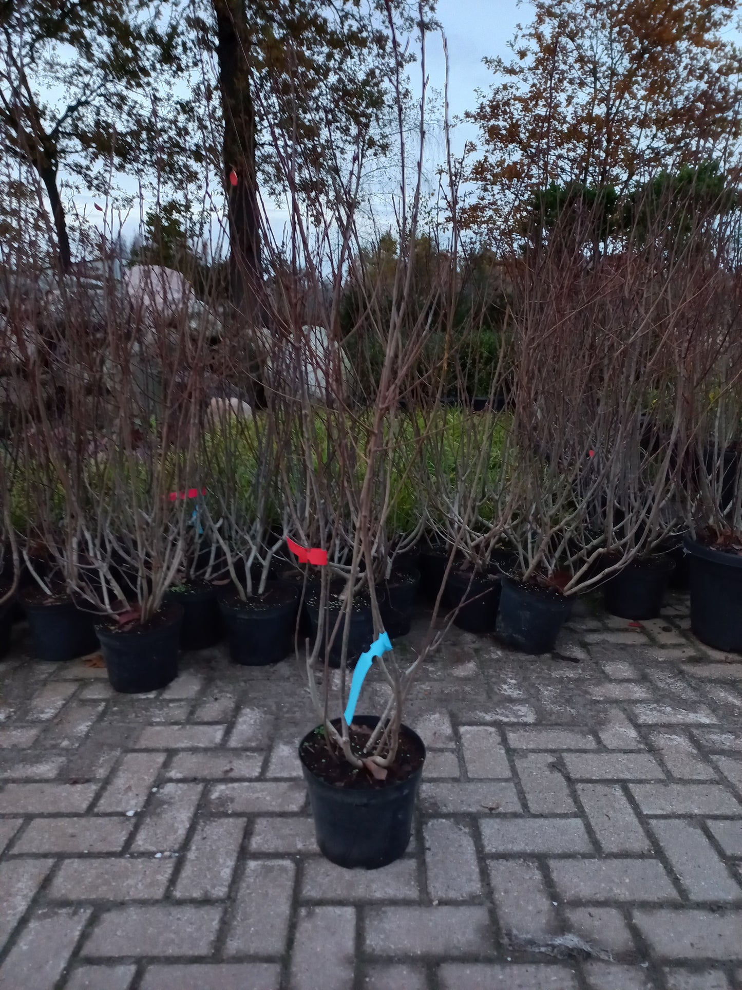Aronia Arbutifolia Appelbes xxl