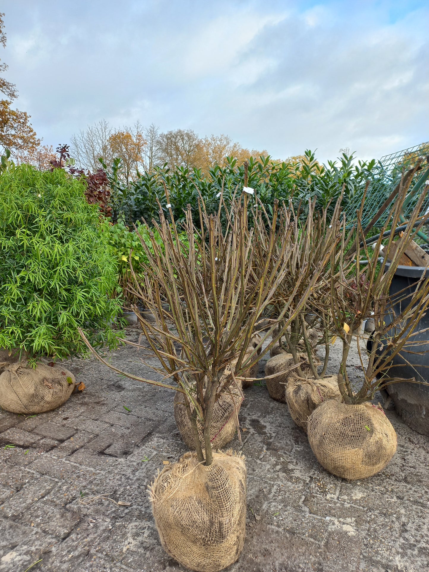Euonymus alatus Kardinaalsmuts