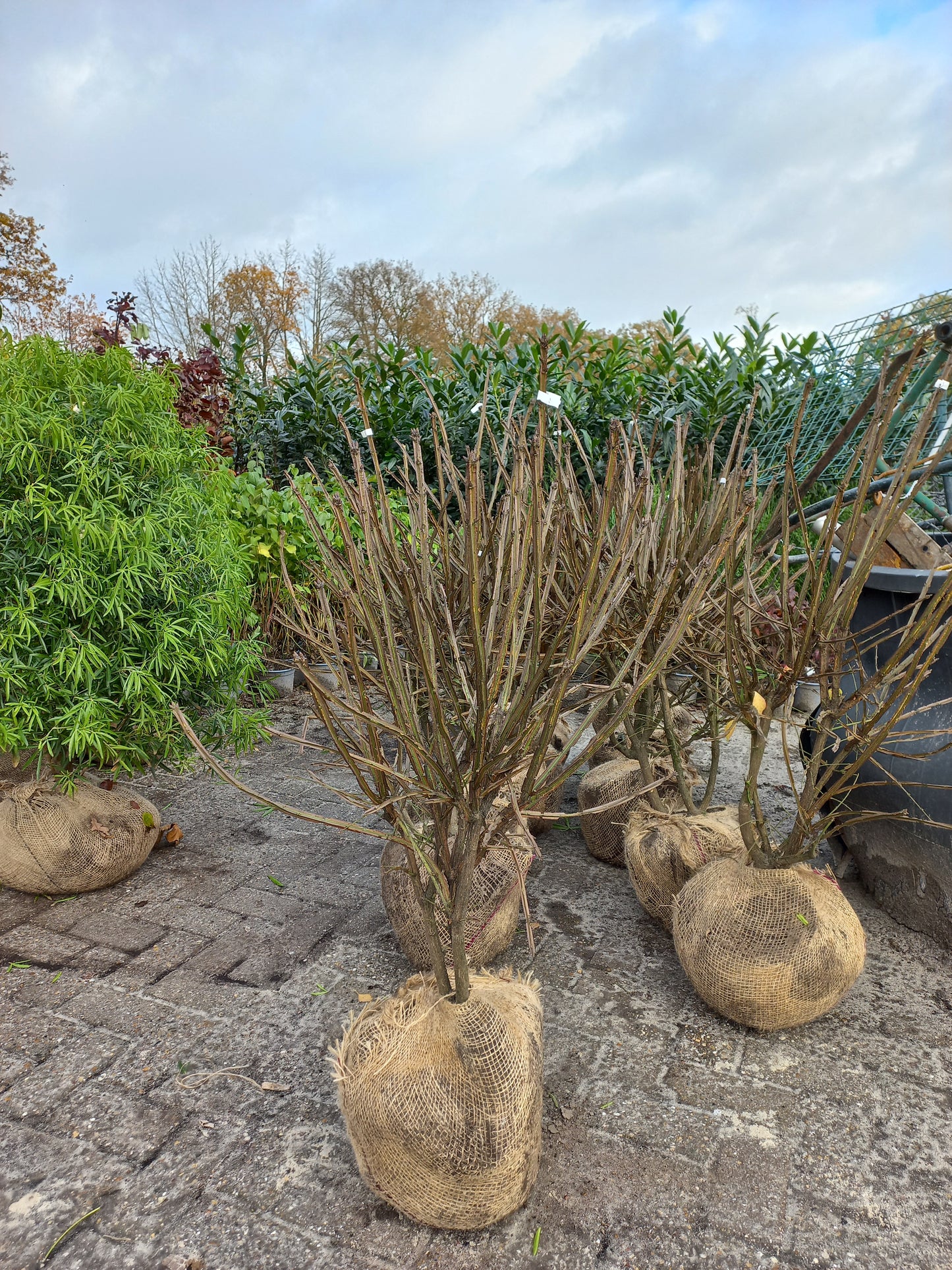 Euonymus alatus Kardinaalsmuts