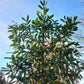 Leiboom laurier Prunus Caucasica