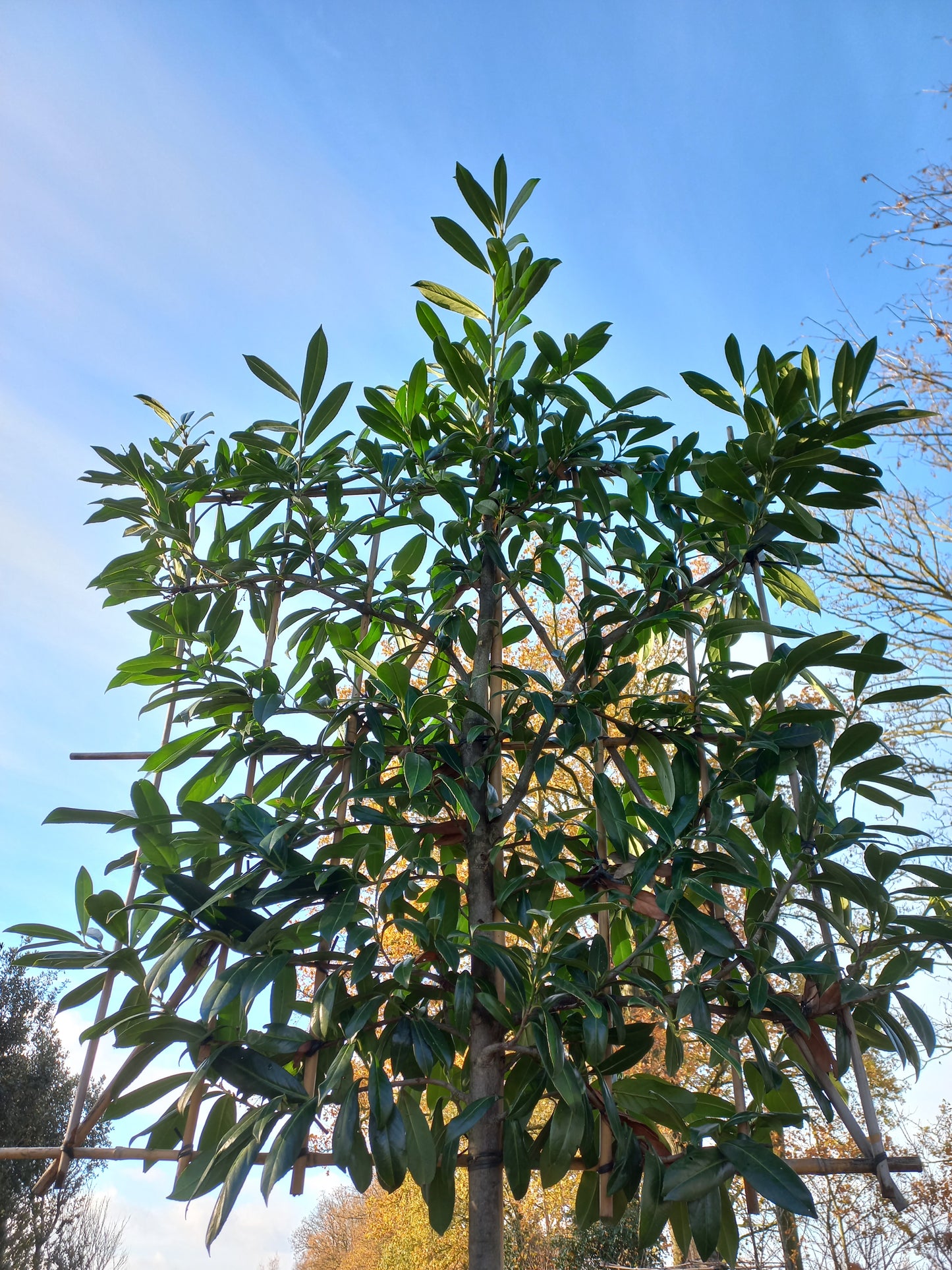 Leiboom laurier Prunus Caucasica