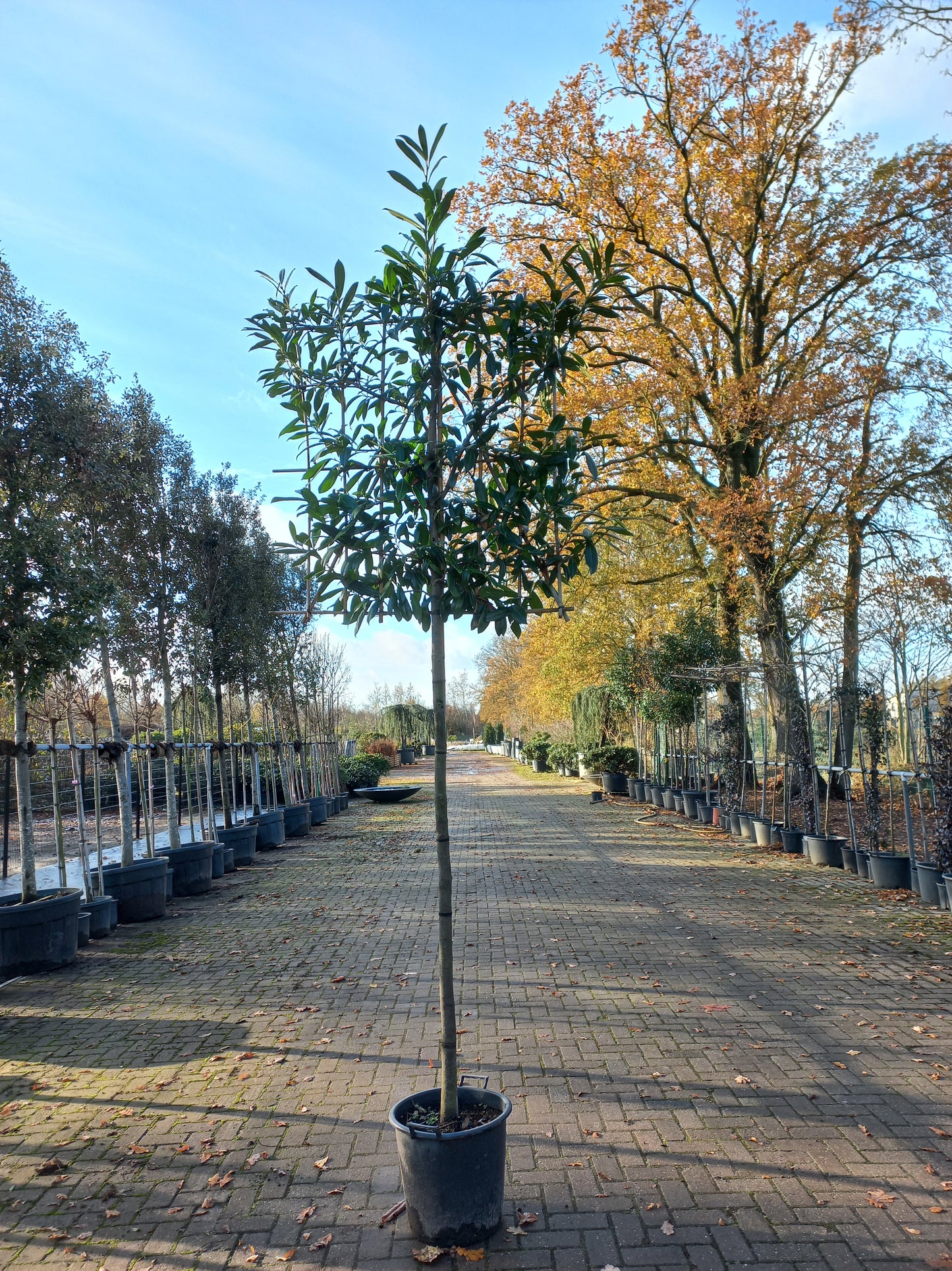 Leiboom laurier Prunus Caucasica