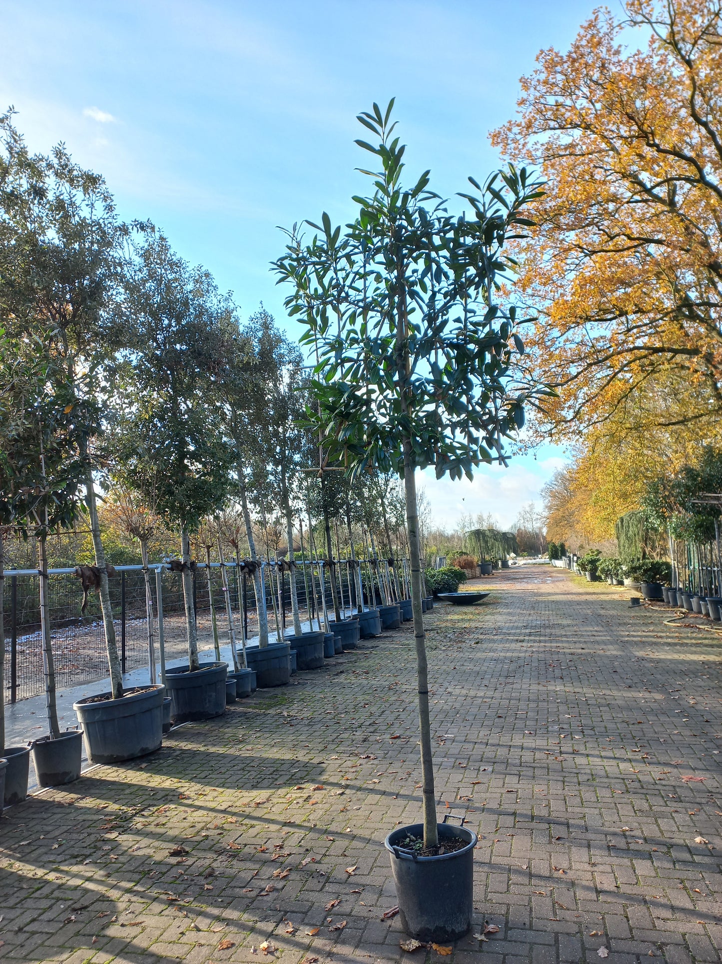Leiboom laurier Prunus Caucasica