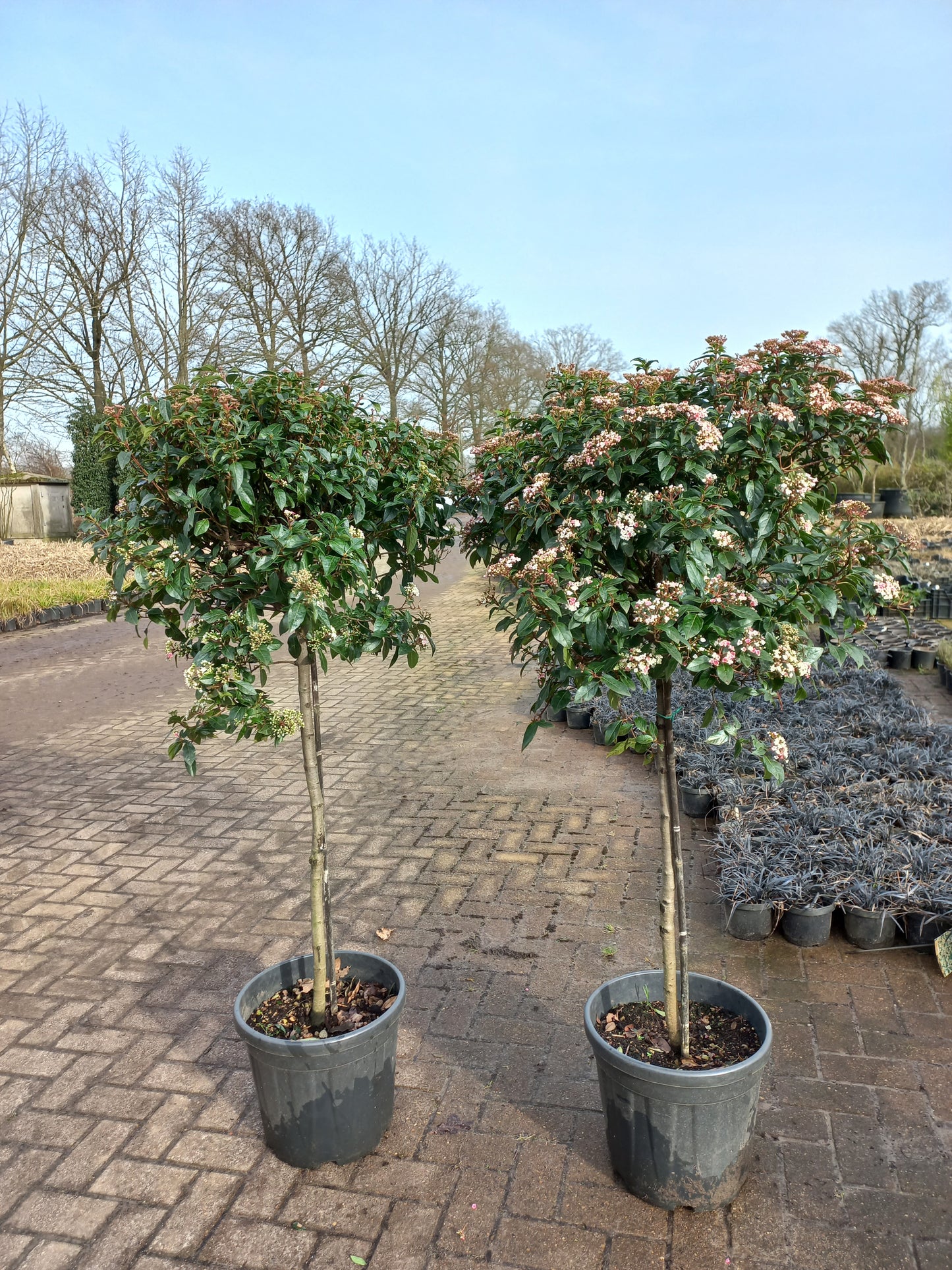 Bol viburnum tinus Eve price op stam sneeuwbal