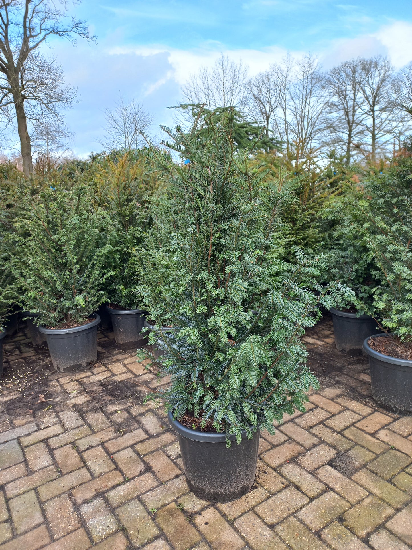 Taxus baccata haagplant