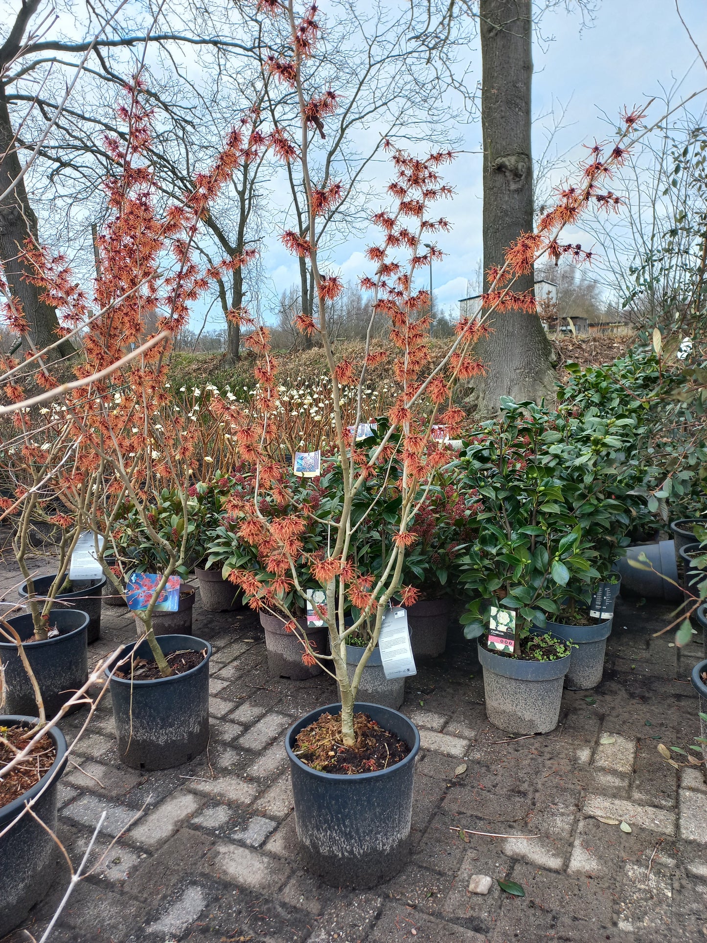 Hamamelis Int. Feuerzauber Toverhazelaar 150cm