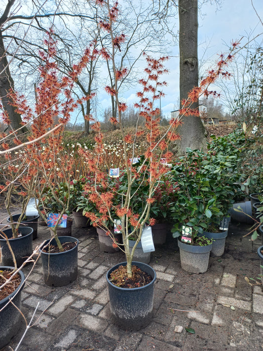 Hamamelis Int. Feuerzauber Toverhazelaar 150cm