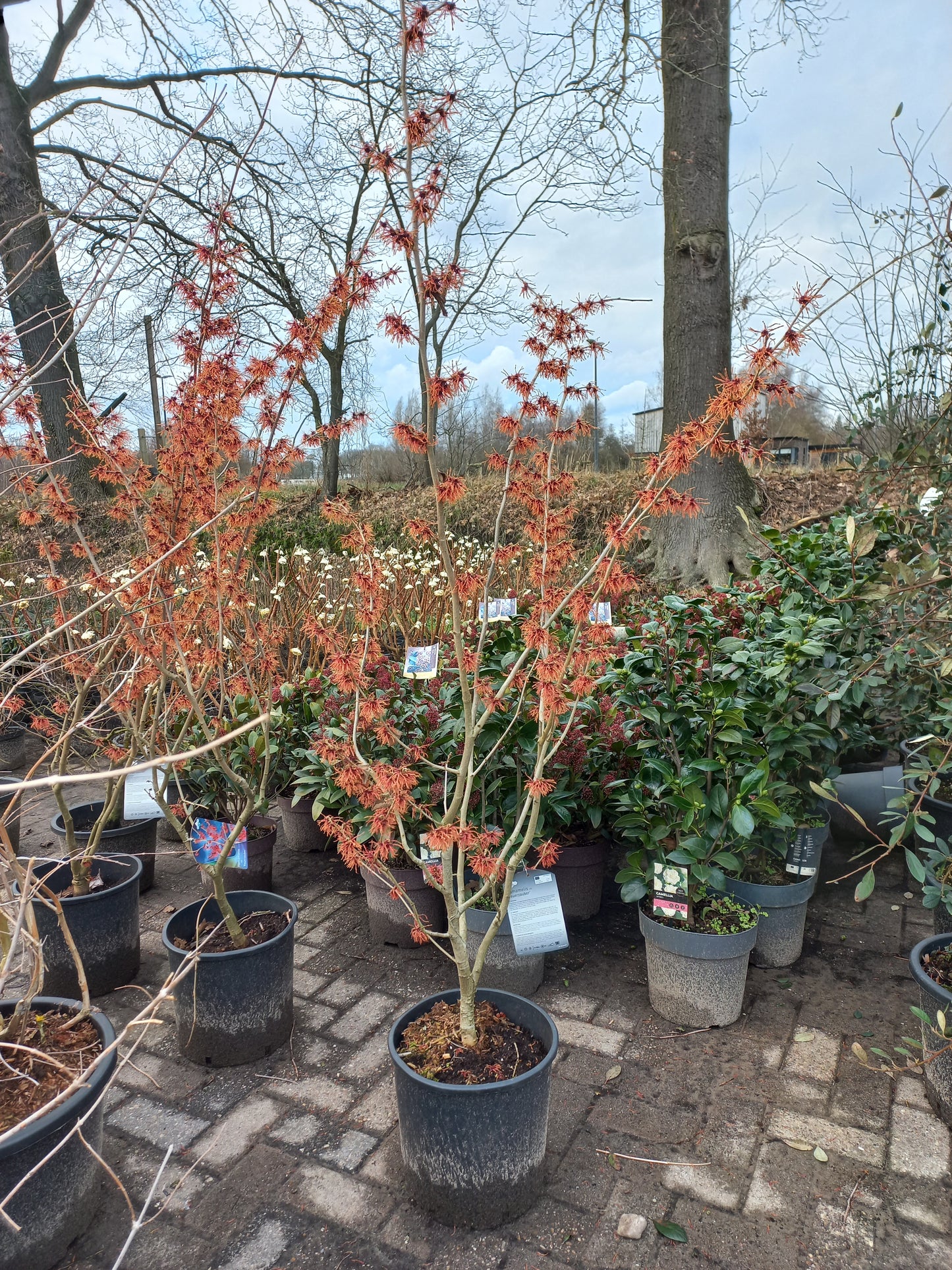 Hamamelis Int. Feuerzauber Toverhazelaar 150cm