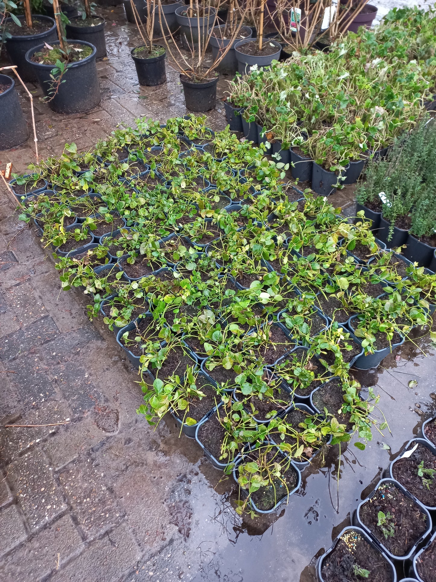 Vinca Major Maagdenpalm 2liter