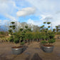 Ilex Crenata bonsai Japanse hulst in Sierpot