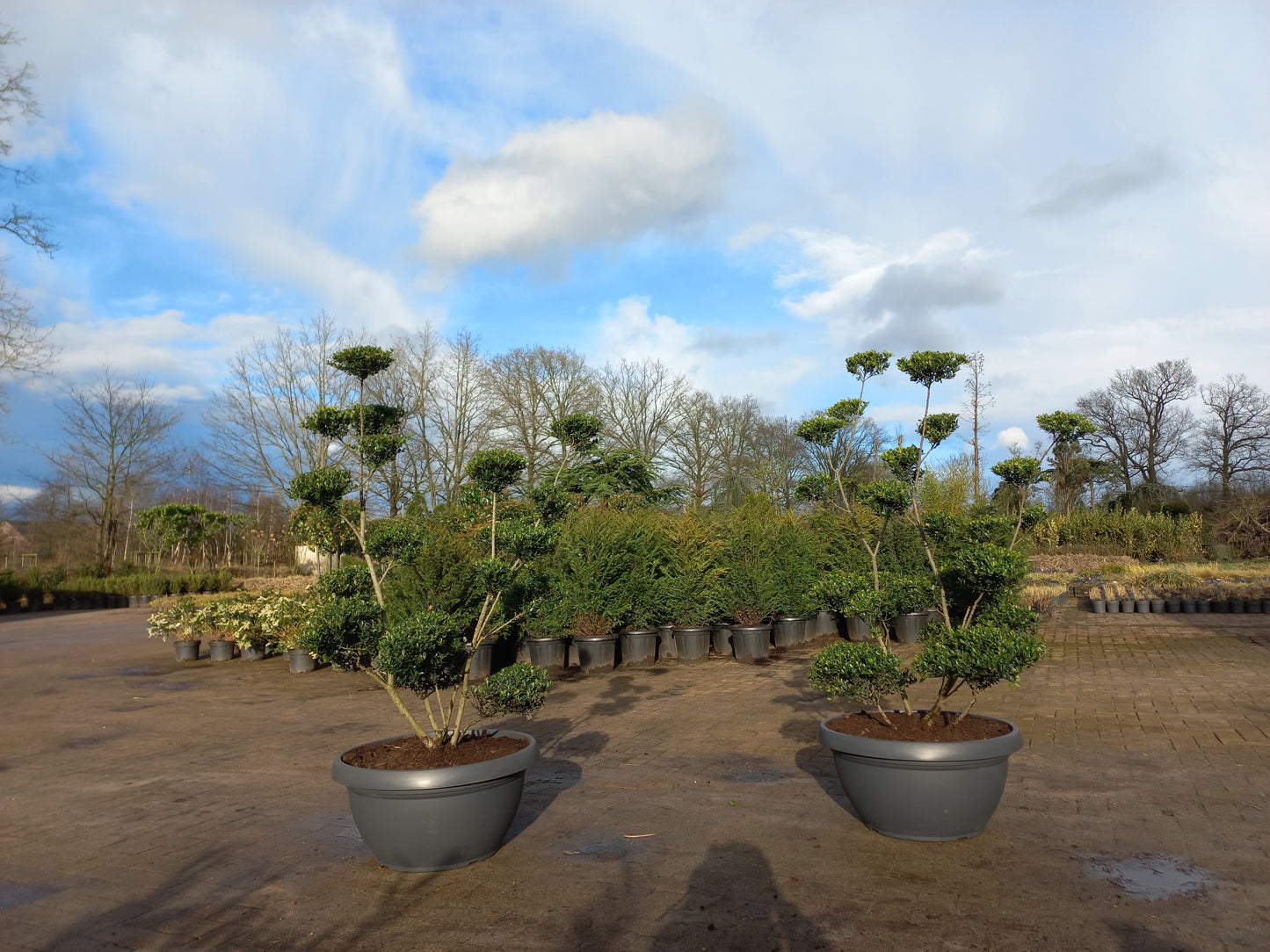 Ilex Crenata bonsai Japanse hulst in Sierpot