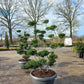 Ilex Crenata bonsai Japanse hulst in Sierpot