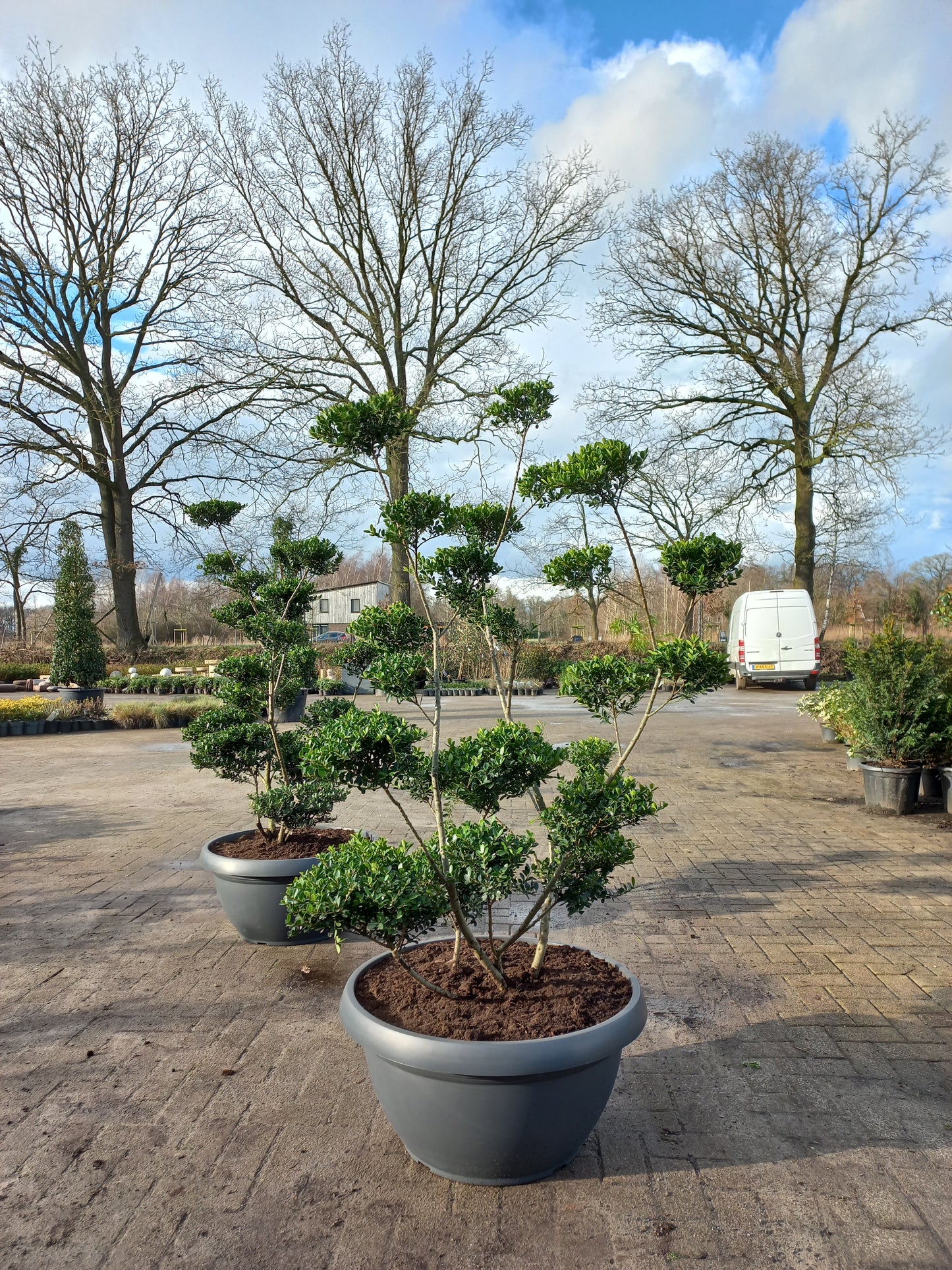 Ilex Crenata bonsai Japanse hulst in Sierpot