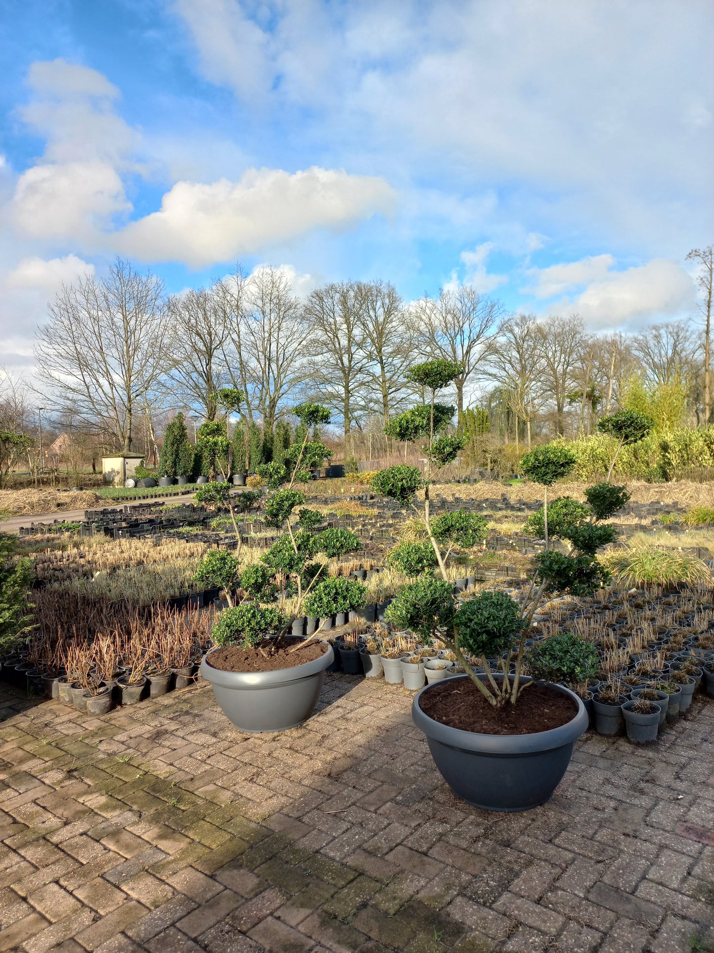 Ilex Crenata bonsai Japanse hulst in Sierpot