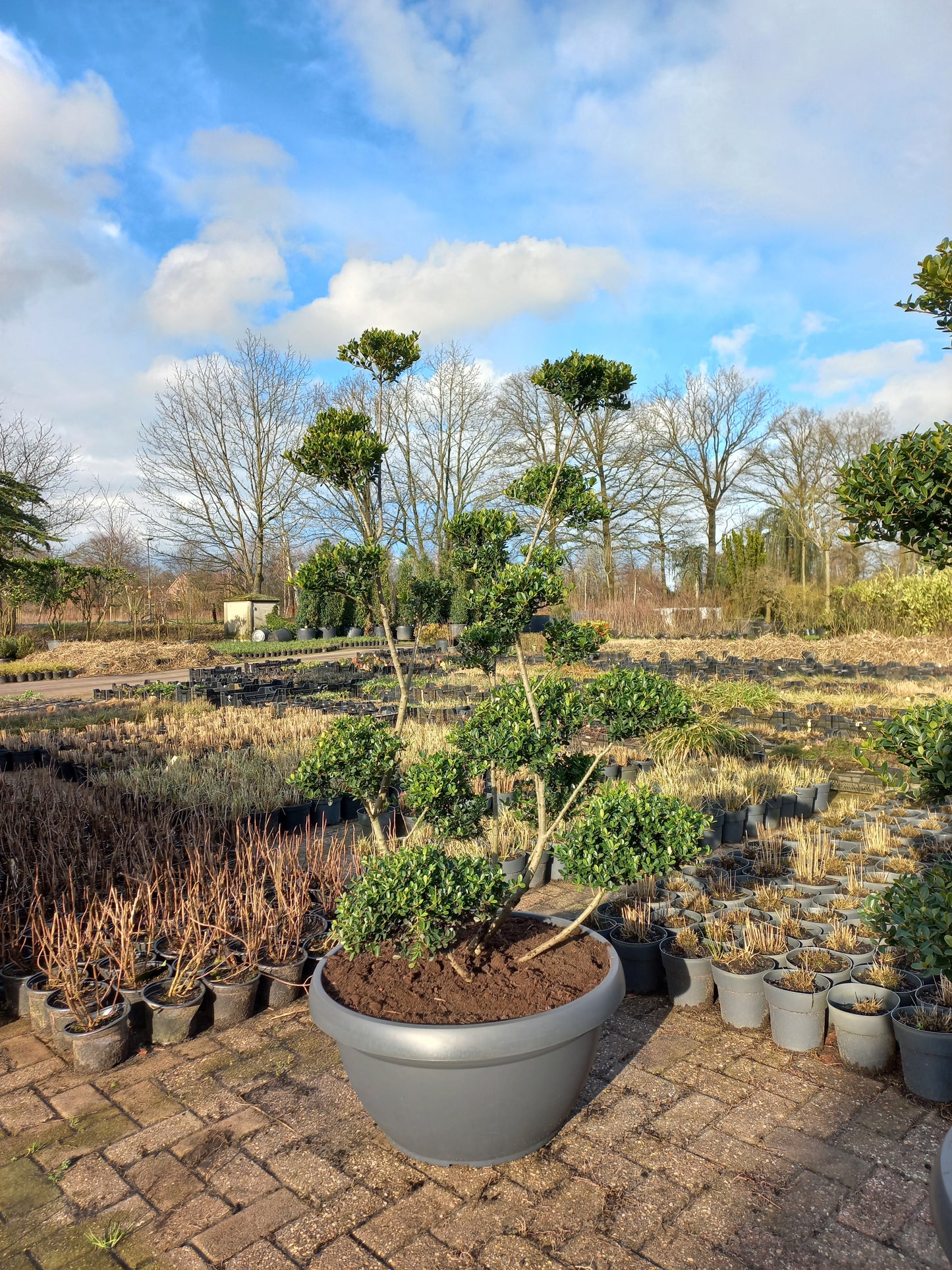 Ilex Crenata bonsai Japanse hulst in Sierpot