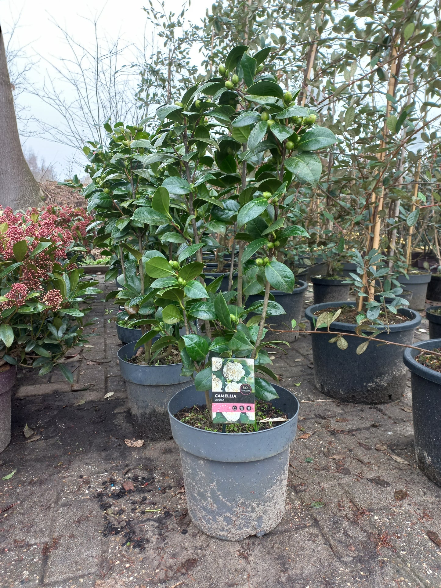 Camellia Japonica Miss Lyla