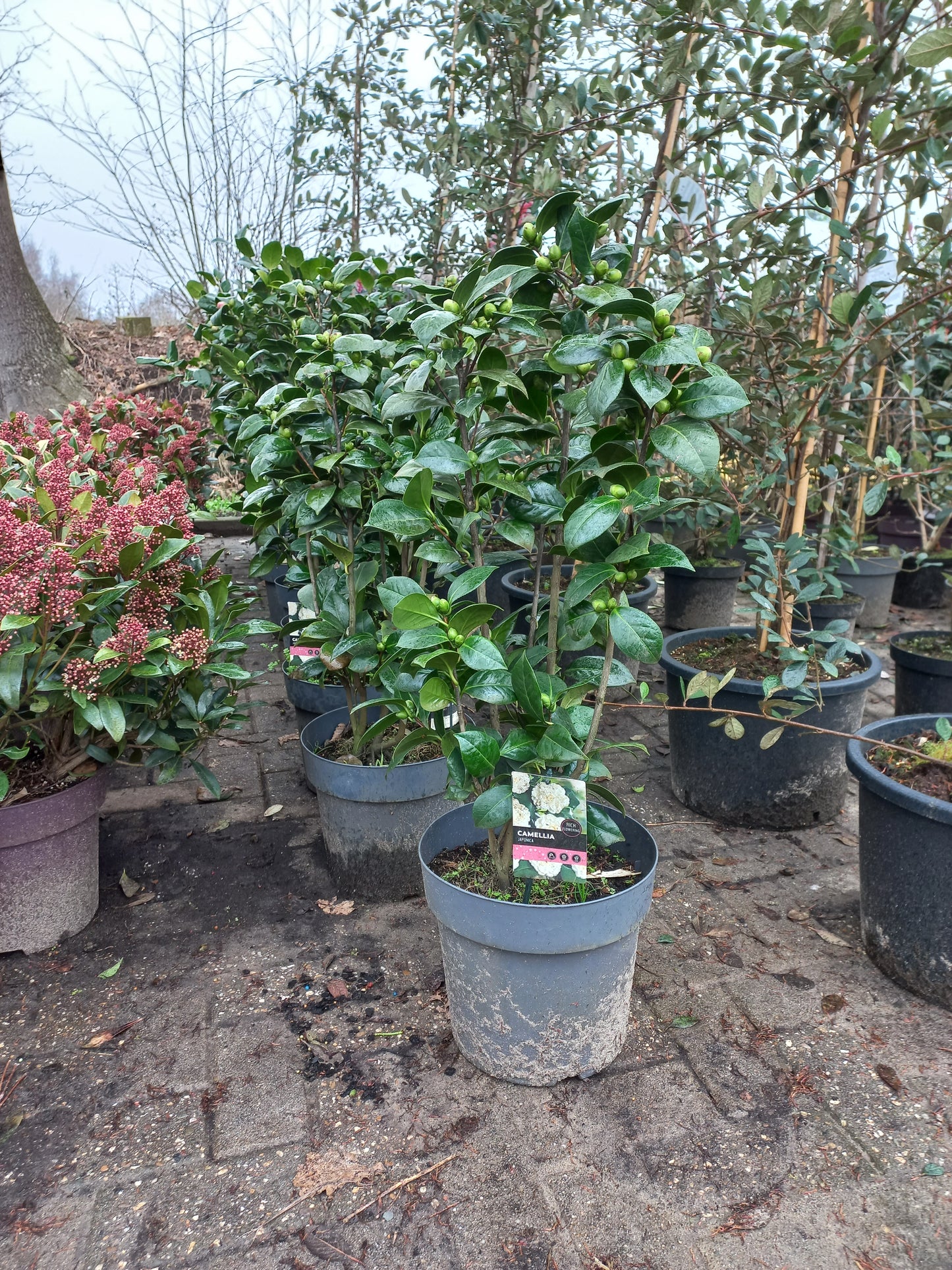 Camellia Japonica Miss Lyla