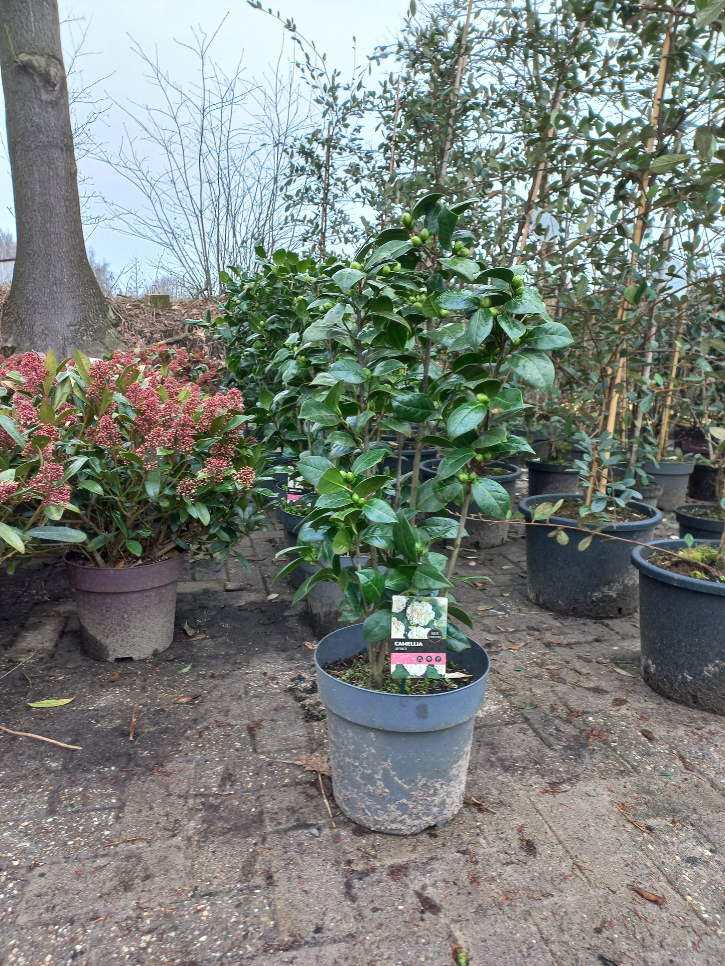 Camellia Japonica Miss Lyla
