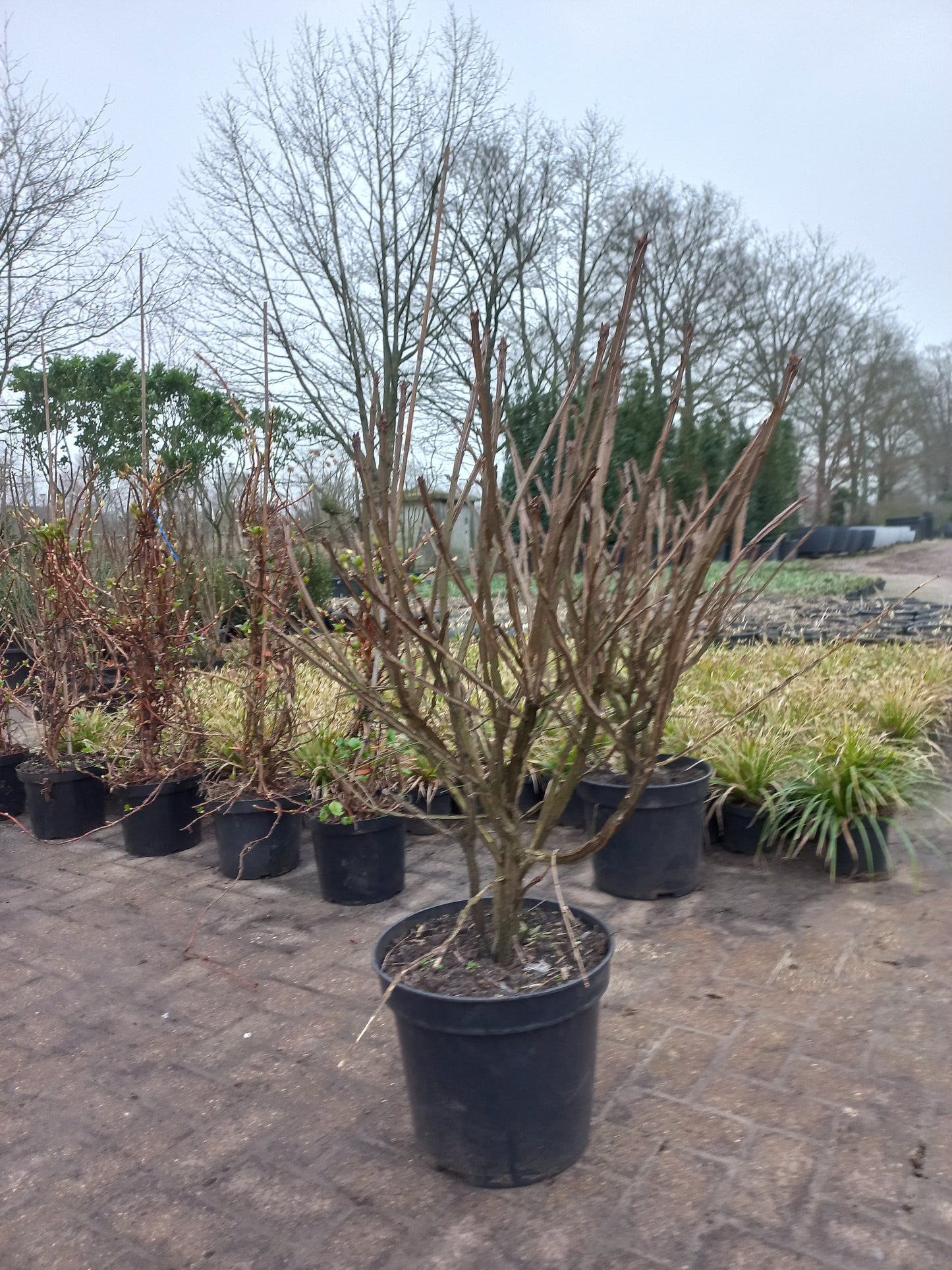 Euonymus alatus compactus