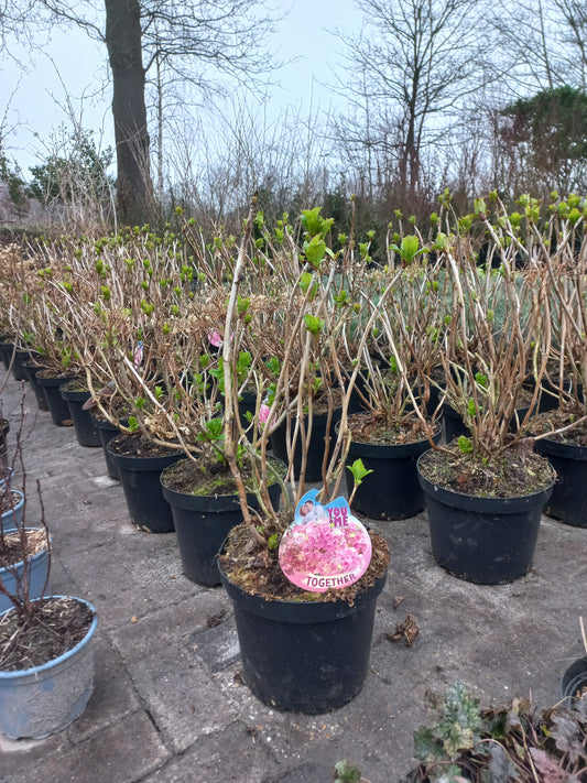 Hydrangea forever&ever Boeren hortensia grootformaat