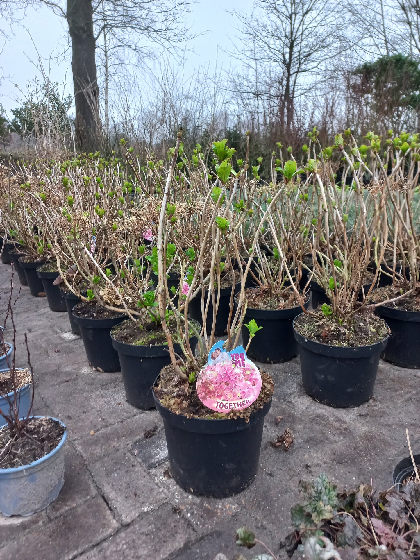 Hydrangea forever&ever Boeren hortensia grootformaat