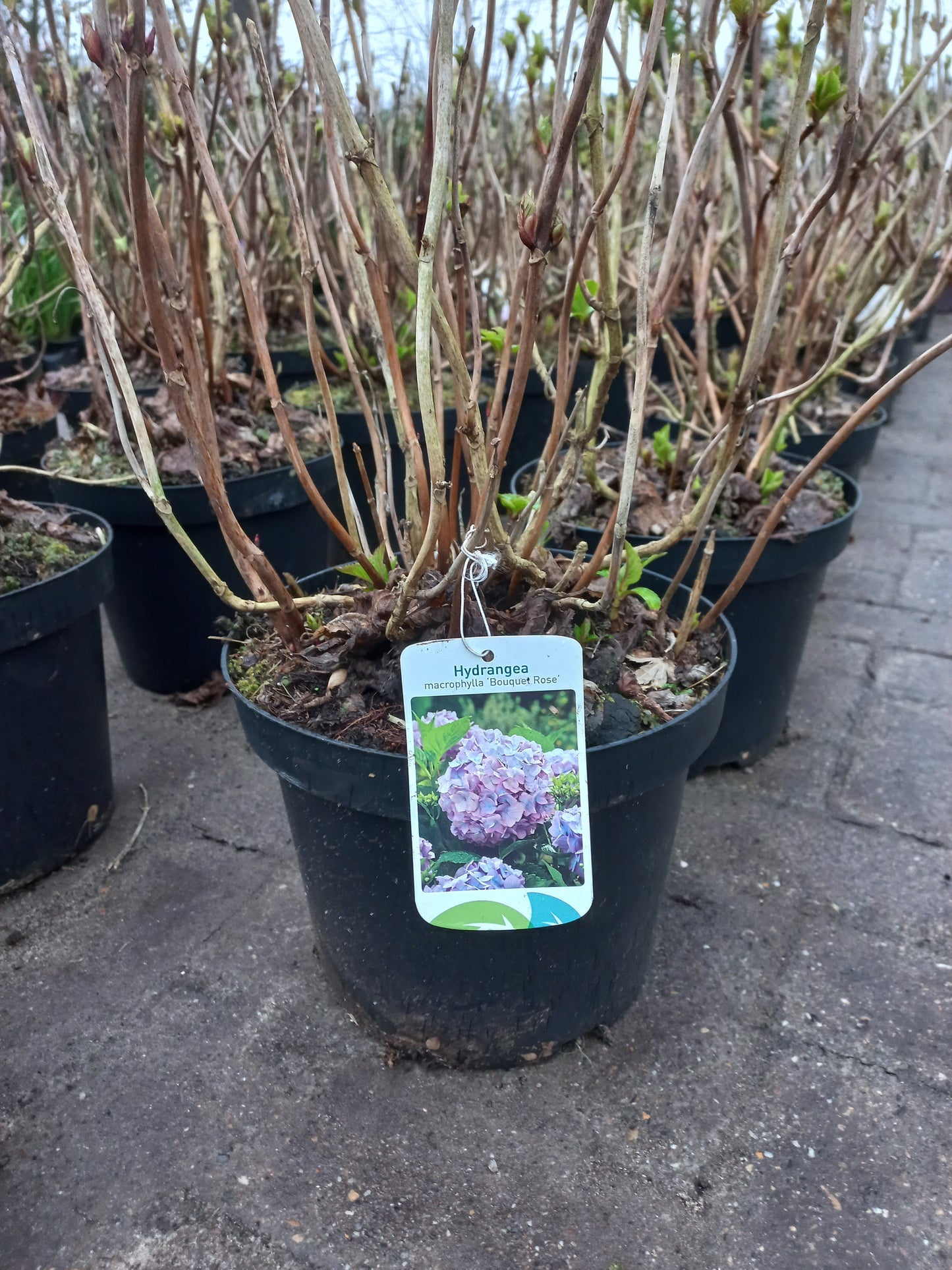 Hydrangea Bouquet rose Boeren hortensia