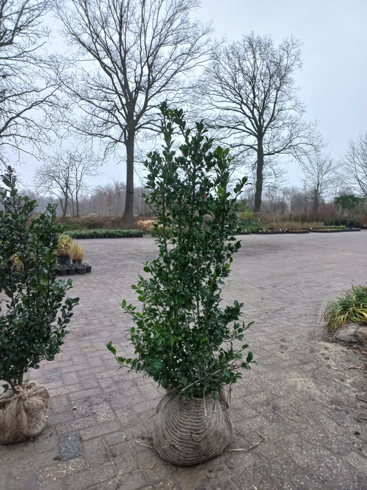 Hulst Ilex blue maid 150cm