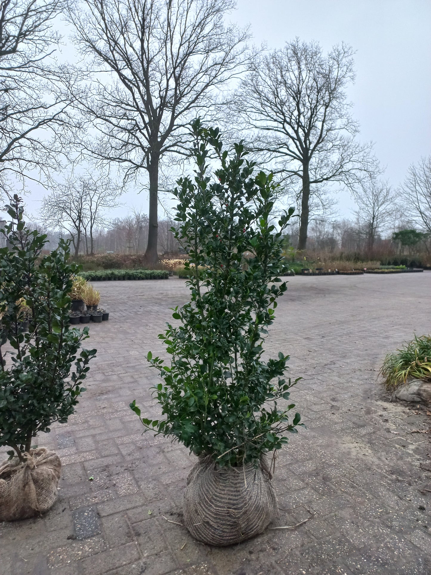 Hulst Ilex blue maid 150cm