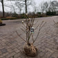Magnolia stelleta 100cm