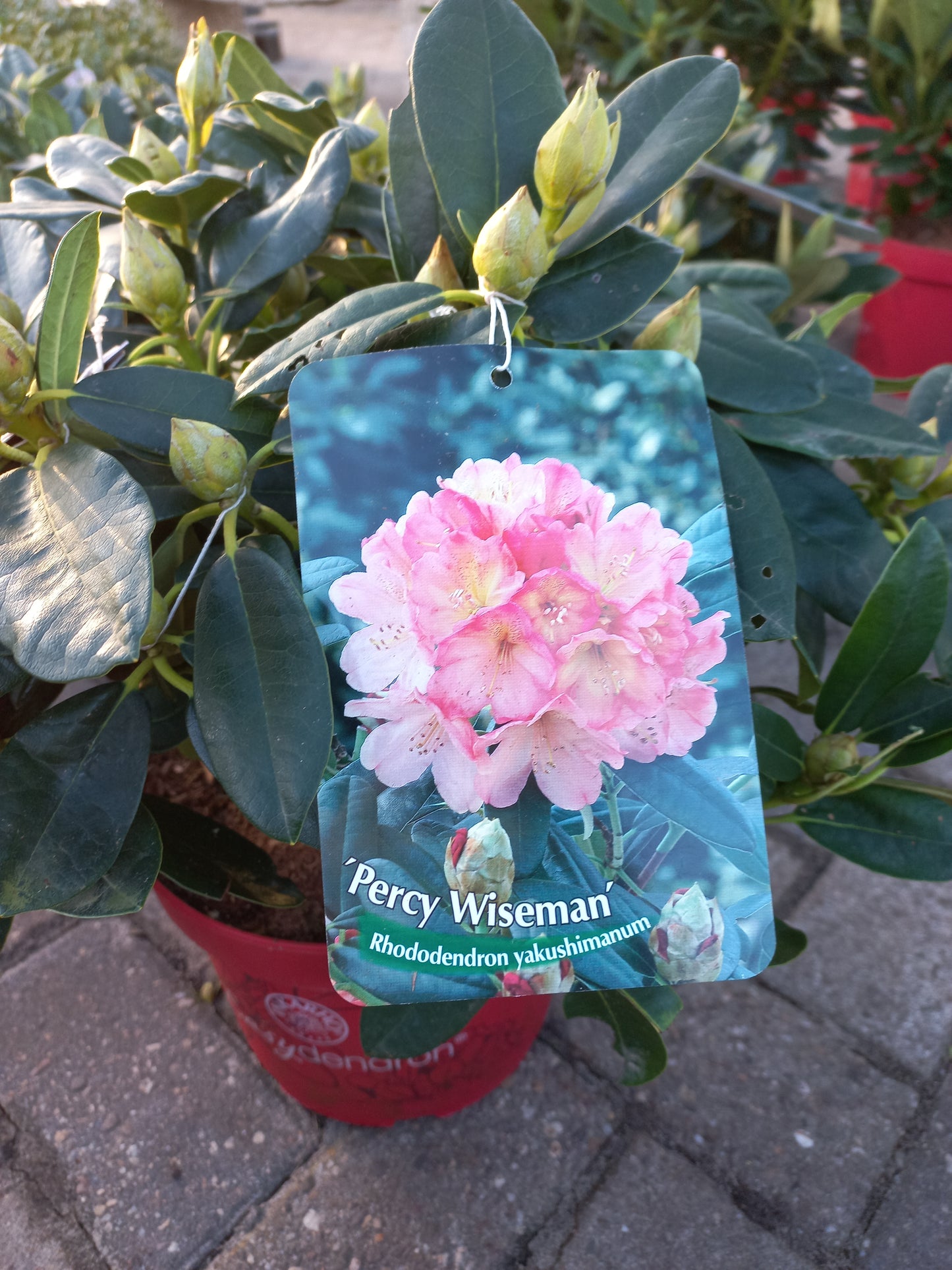 Rhododendron Hybr. Easydendron Percy Wiseman 40cm