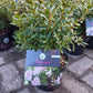 Rhododendron Bloombux Pink (Buxusvervanger)25cm